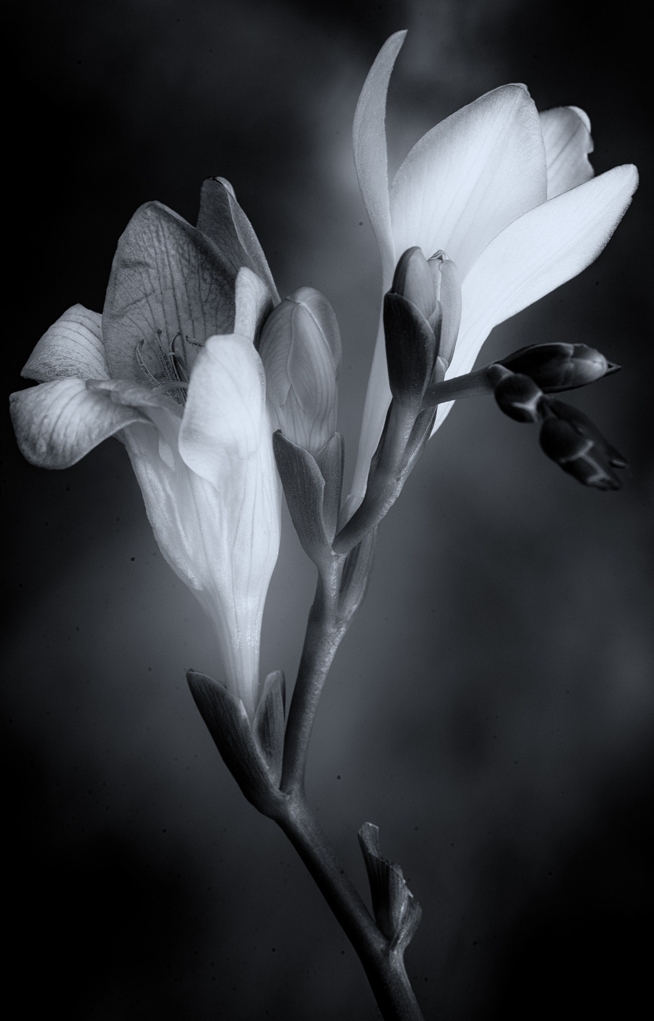 Tokina AT-X Pro 100mm F2.8 Macro sample photo. Flower in black and white photography
