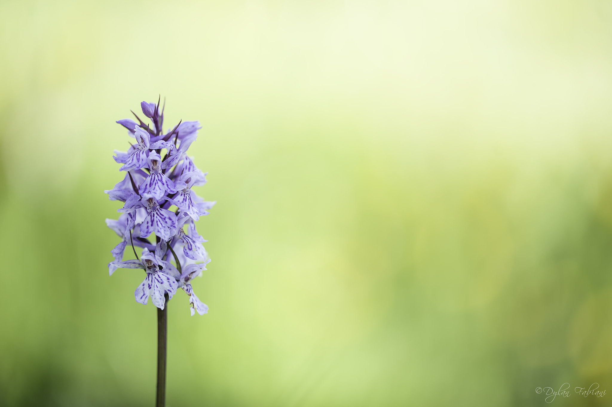 Sigma 105mm F2.8 EX DG OS HSM sample photo. ‎dactylorhiza maculata photography