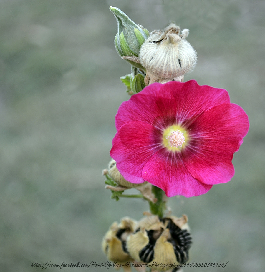 AF Zoom-Nikkor 75-240mm f/4.5-5.6D sample photo