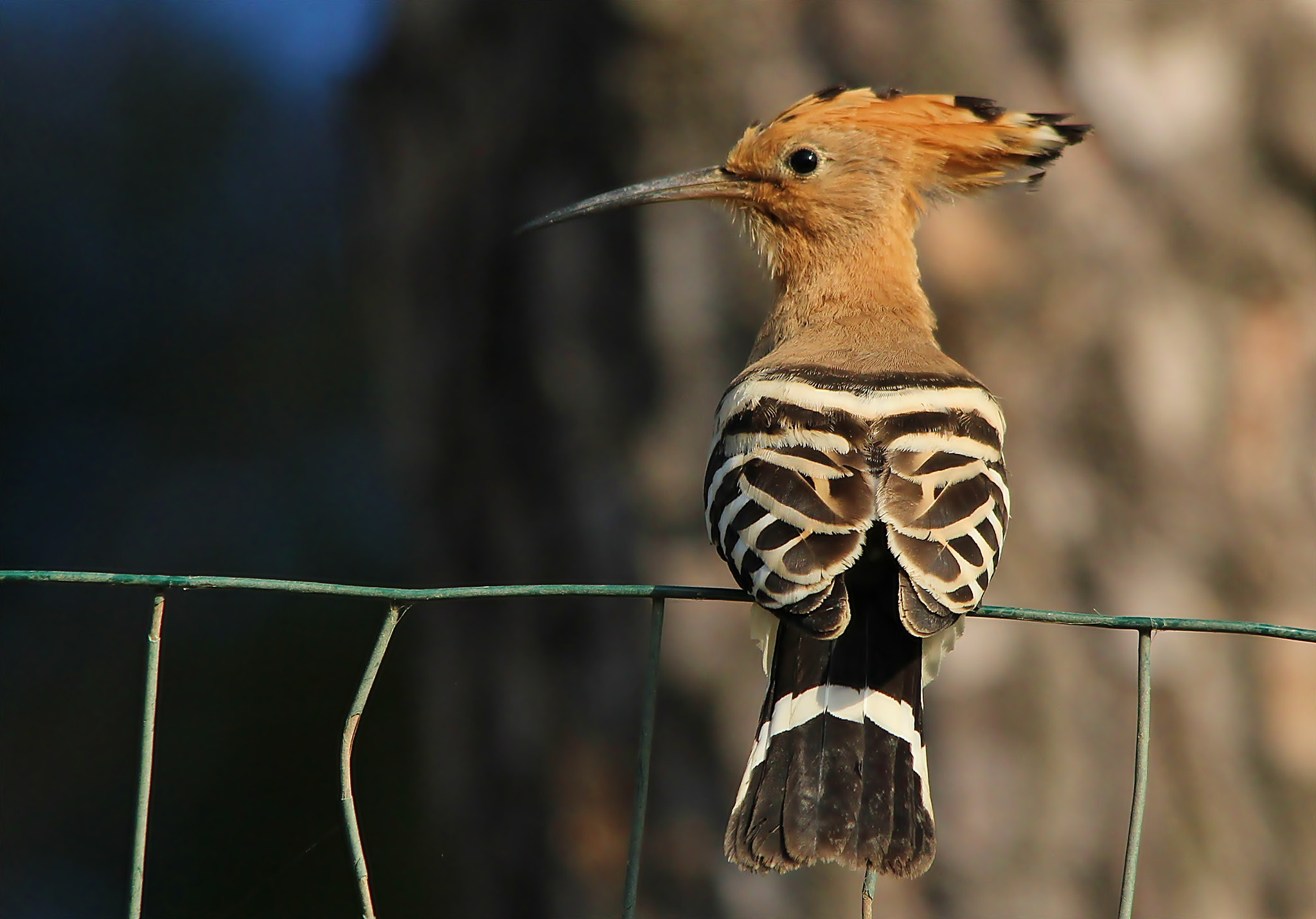Sigma 150-500mm F5-6.3 DG OS HSM sample photo. Hoopoe, upupa photography
