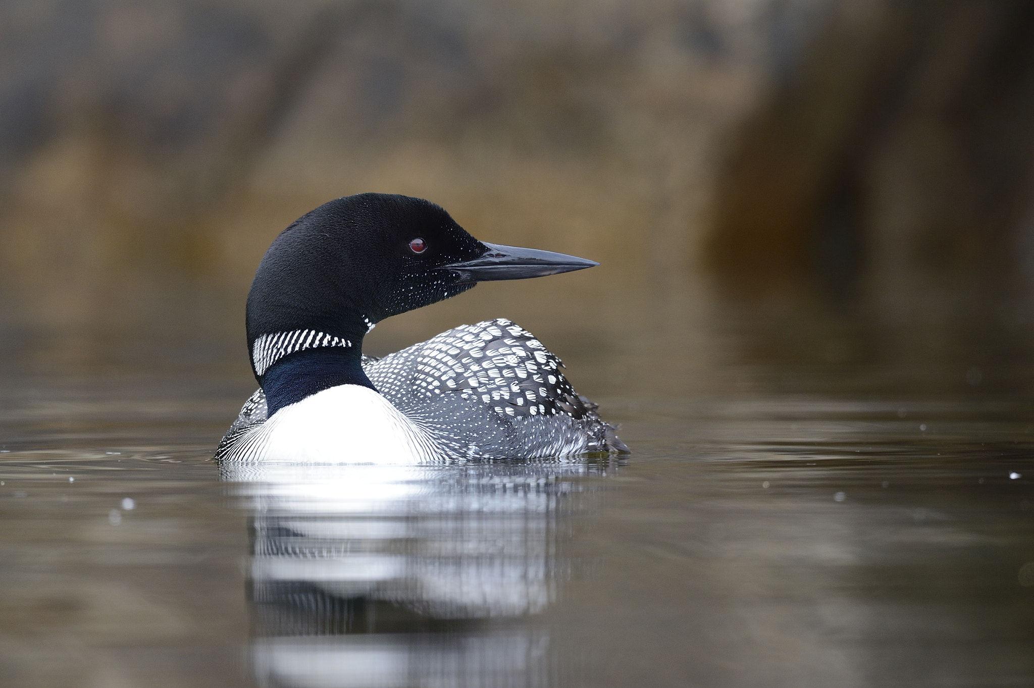 Nikon AF-S Nikkor 800mm F5.6E FL ED VR sample photo. Plongeon huard, gavia immer, great northern loon photography