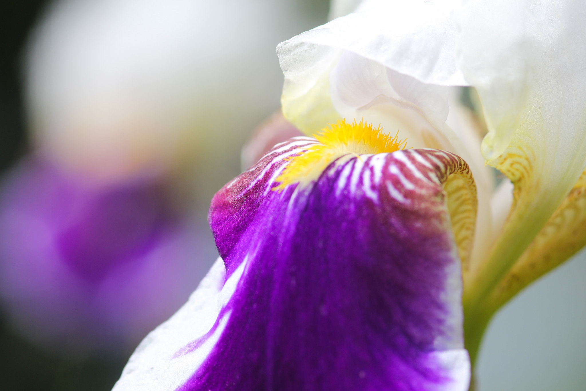 Canon EOS 60D + Sigma 105mm F2.8 EX DG Macro sample photo. Proud - fière photography
