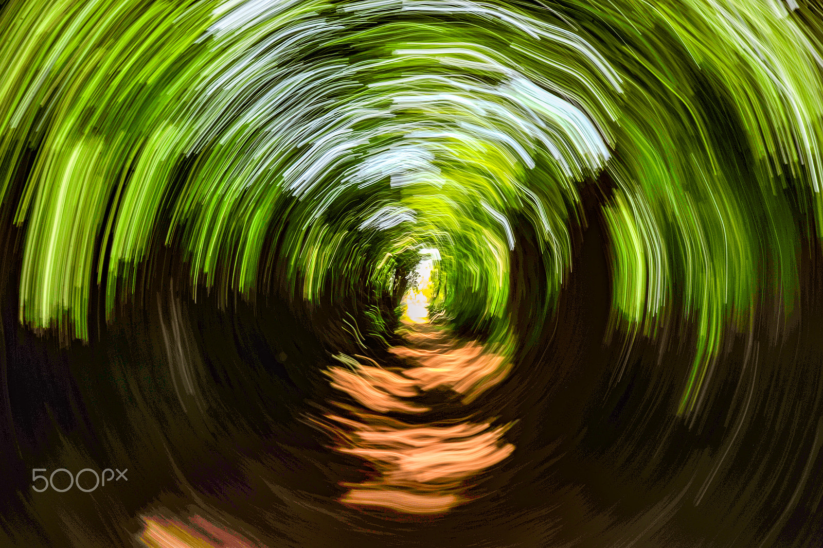 Nikon D3S sample photo. Twisted nature photography