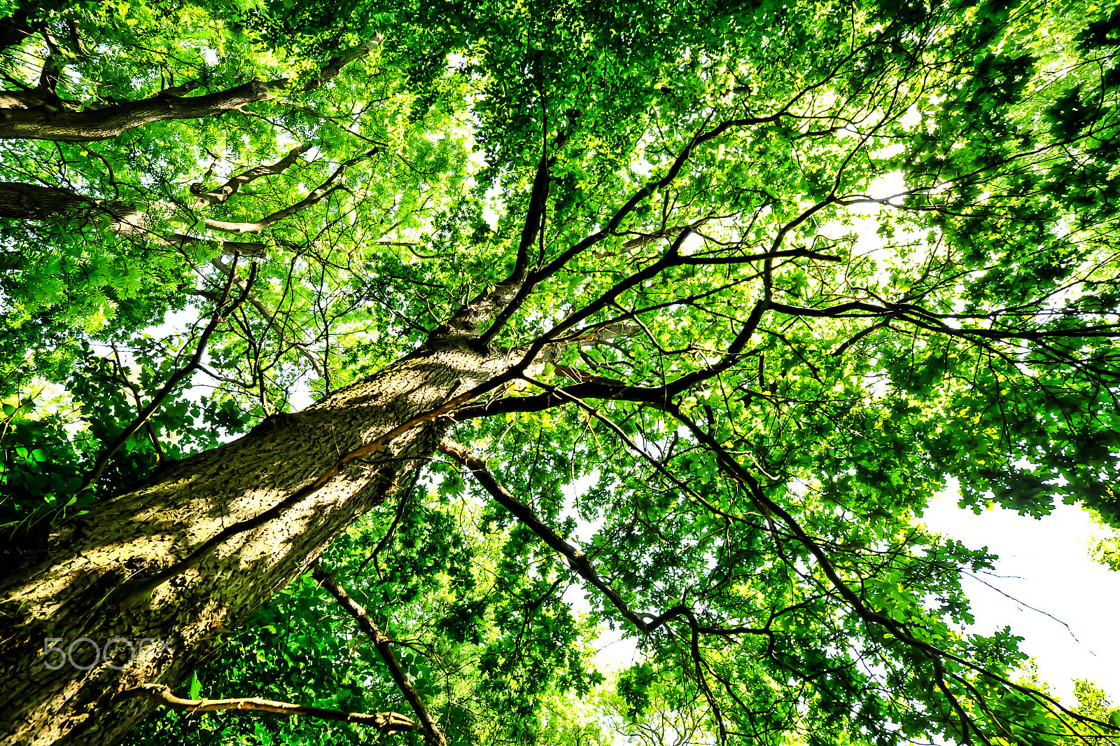 Nikon D3S sample photo. Tree photography