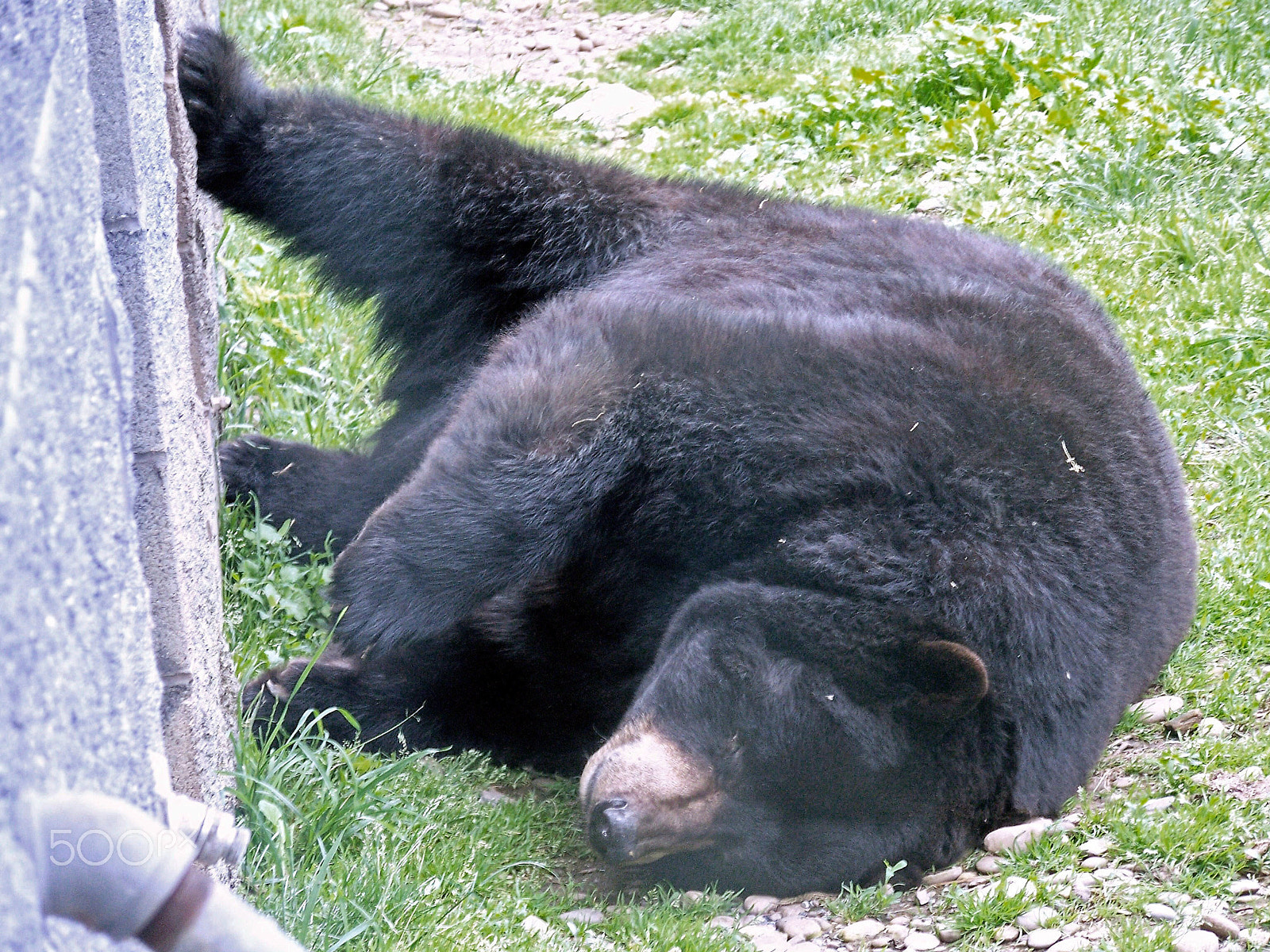 Kodak Z712 IS ZOOM DIGITAL CAMERA sample photo. Black bear photography