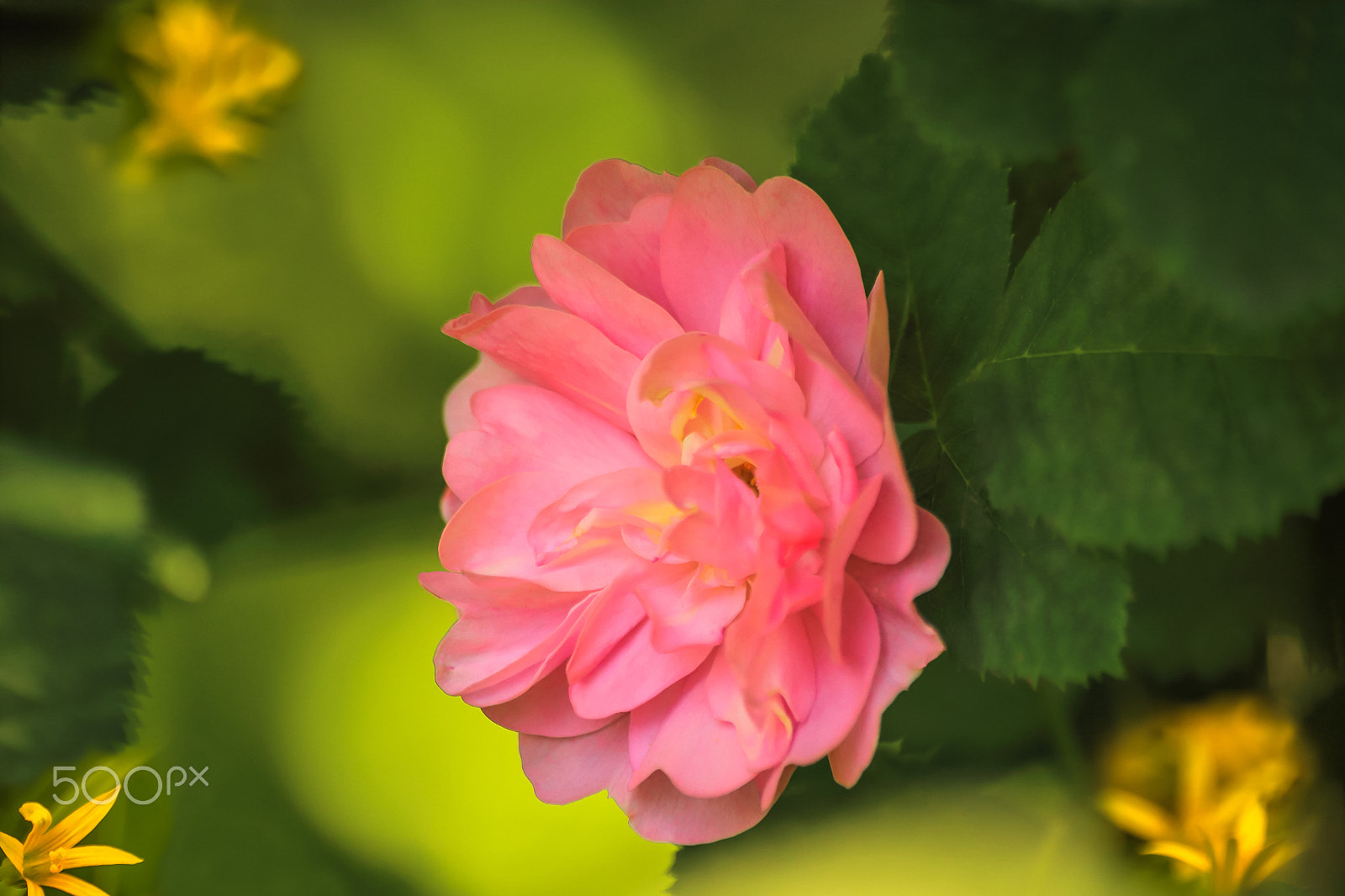 Sigma 70-300mm F4-5.6 APO DG Macro sample photo. The gogrose photography
