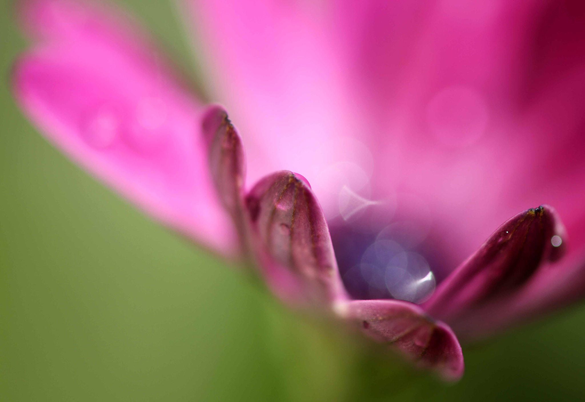 Canon EF 180mm F3.5L Macro USM sample photo. Pink macro photography