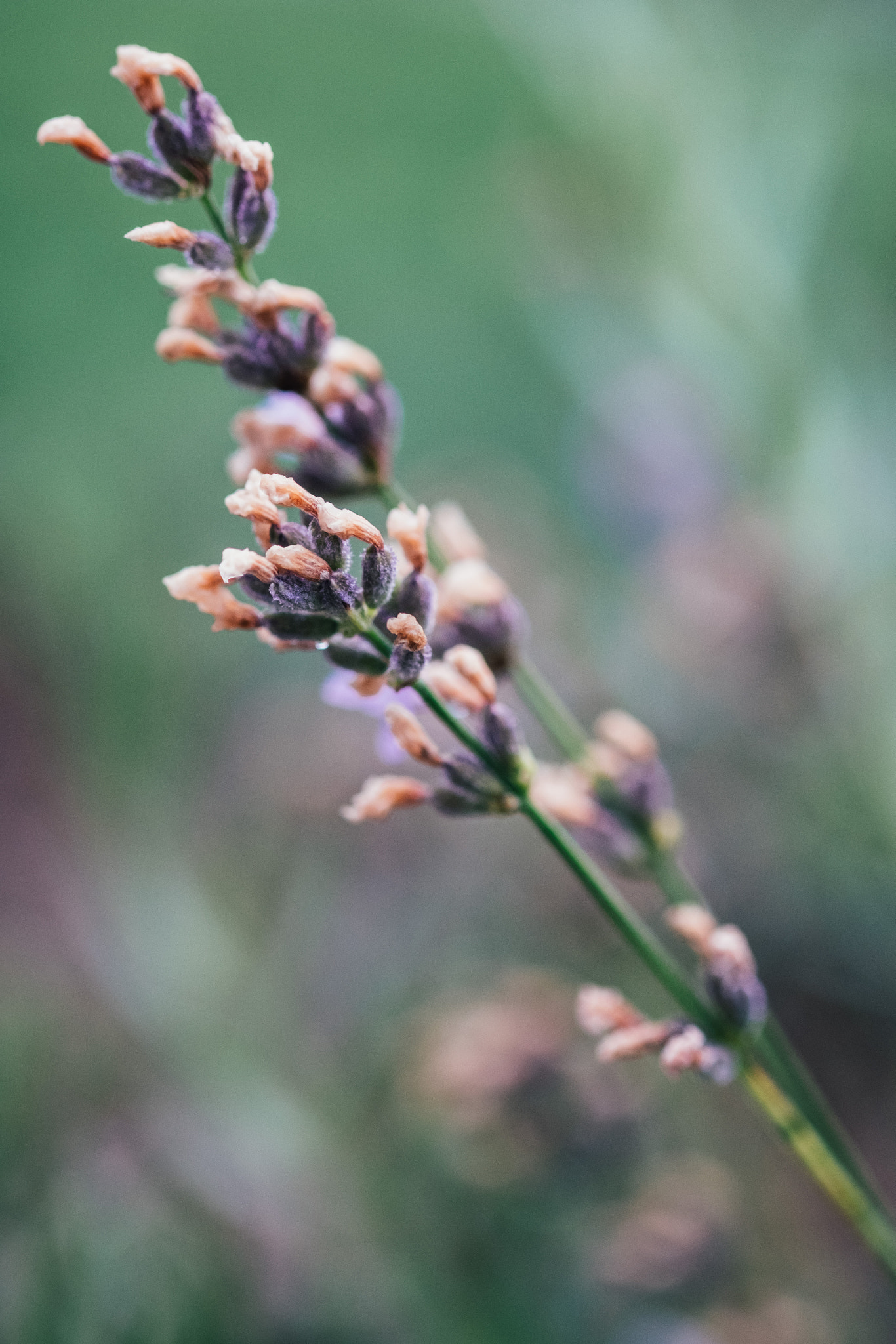 Fujifilm X-Pro2 + Fujifilm XF 60mm F2.4 R Macro sample photo. Leaving lavender photography