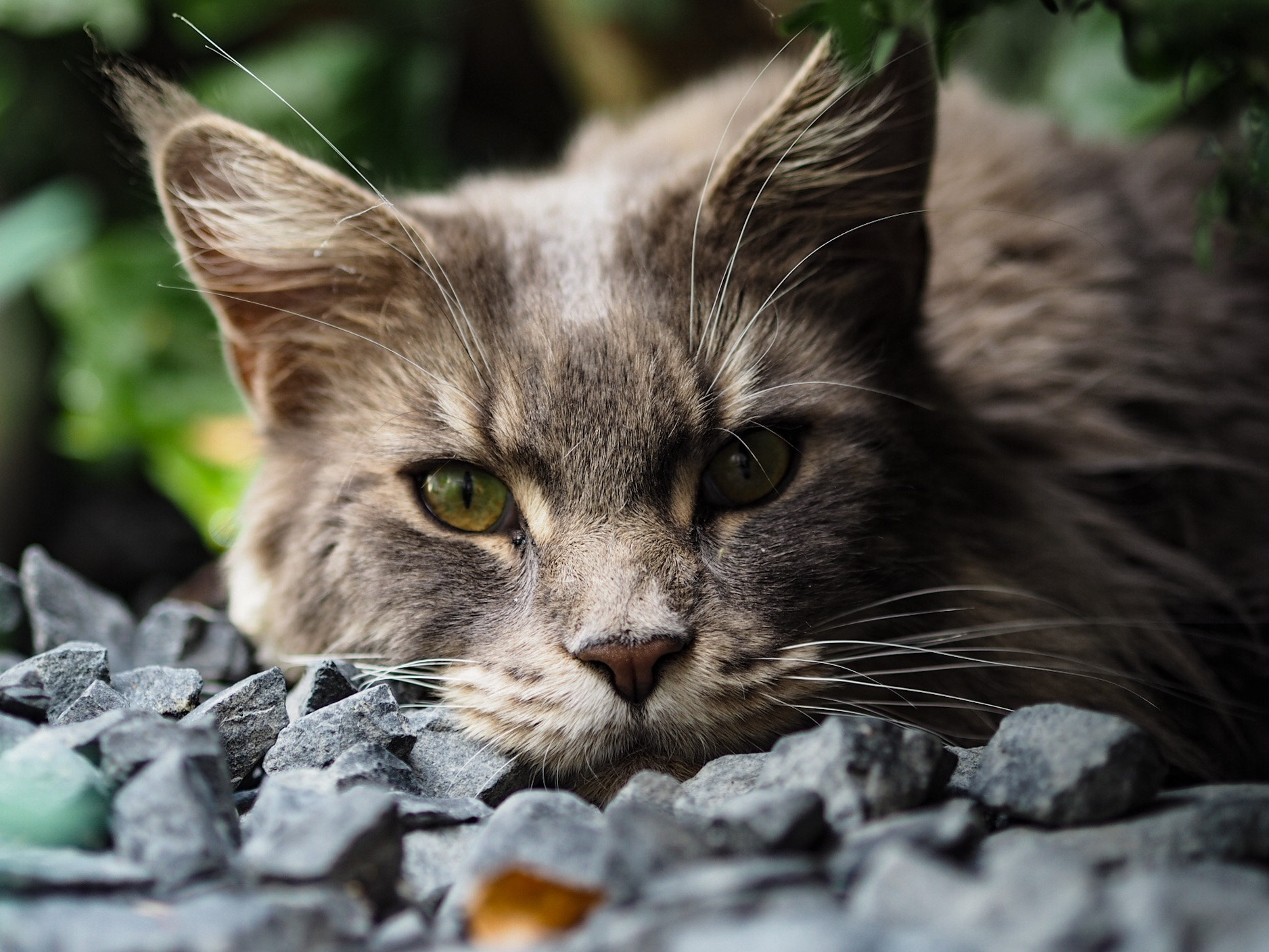 Olympus PEN E-PL7 + Olympus M.Zuiko Digital 45mm F1.8 sample photo. Neighbours cat "orlando" photography