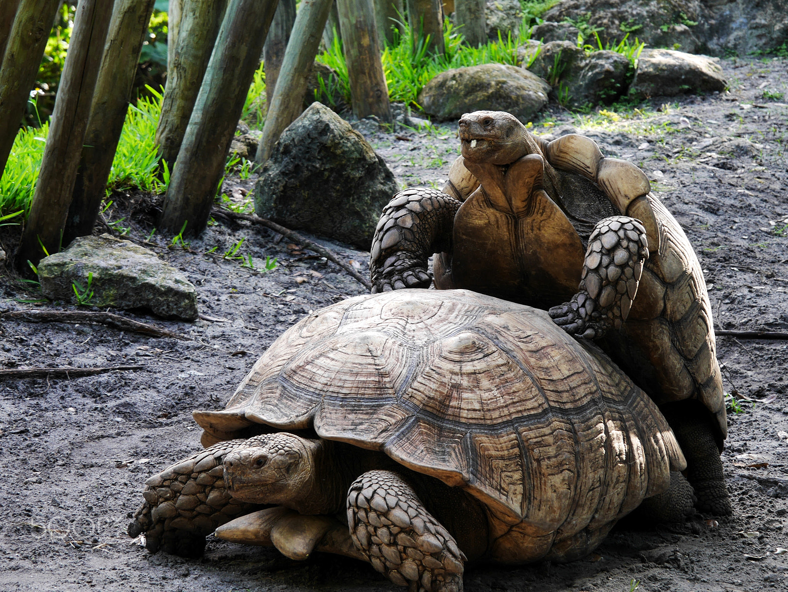 Panasonic Lumix DMC-GX7 sample photo. African spurred tortoises mating photography