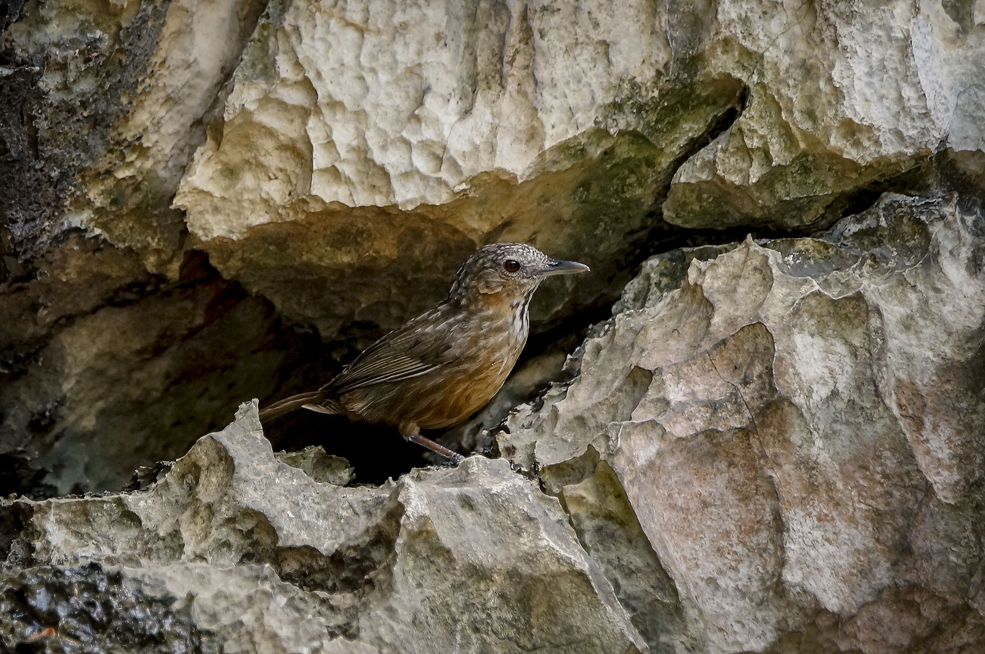 Sony SLT-A57 + Sony 70-400mm F4-5.6 G SSM sample photo. Limestone wren-babbler photography