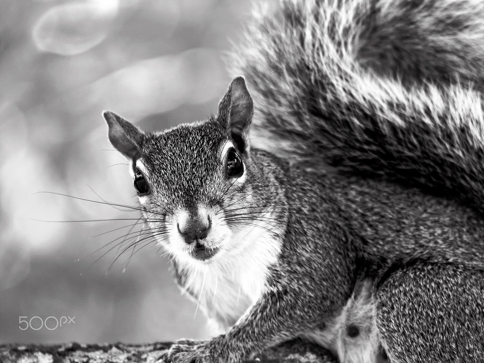 Olympus OM-D E-M10 sample photo. Close up female squirrel staring from tree branch photography