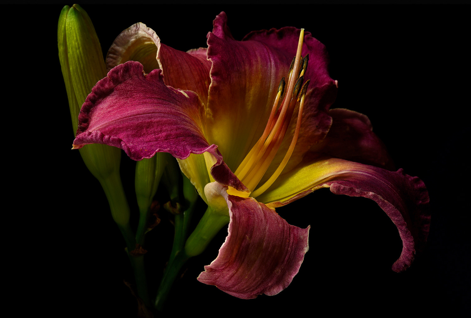 100mm F2.8 SSM sample photo. Purple lily photography