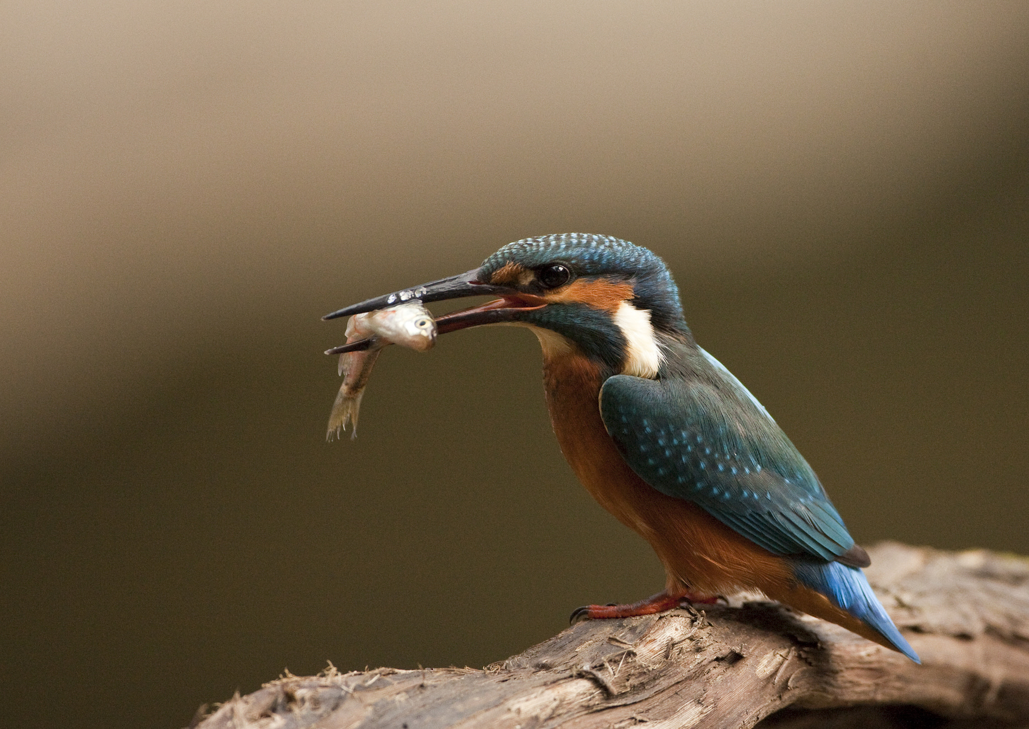 Canon EOS 5D Mark II + Canon EF 500mm F4L IS USM sample photo. Kingfisher photography