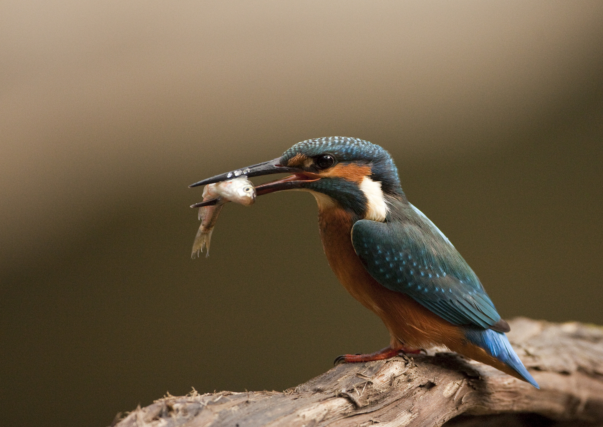Canon EF 500mm F4L IS USM sample photo. Kingfisher photography