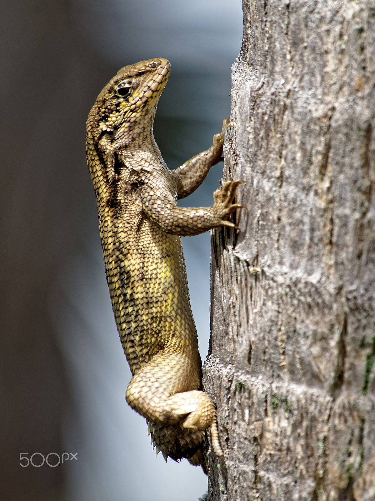 Olympus OM-D E-M10 + Panasonic Lumix G Vario 100-300mm F4-5.6 OIS sample photo. Close up tailess northern curly tailed lizard photography
