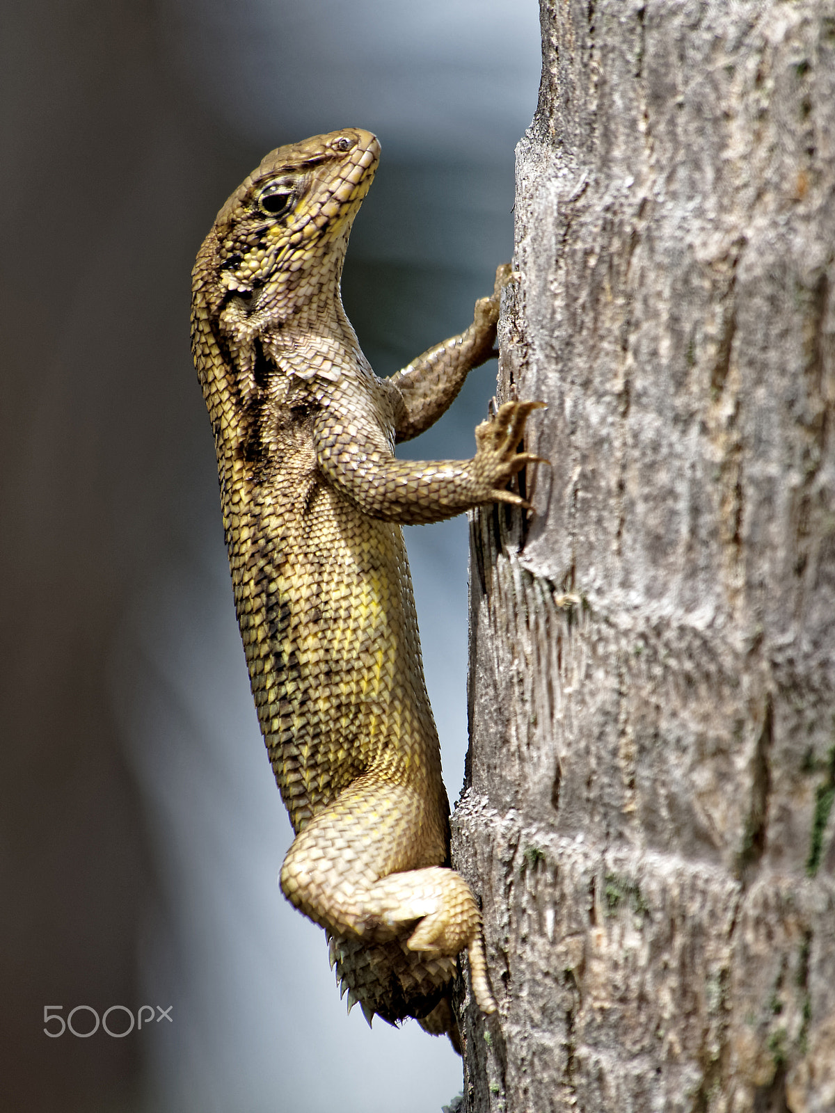 Olympus OM-D E-M10 sample photo. Close up tailess northern curly tailed lizard photography