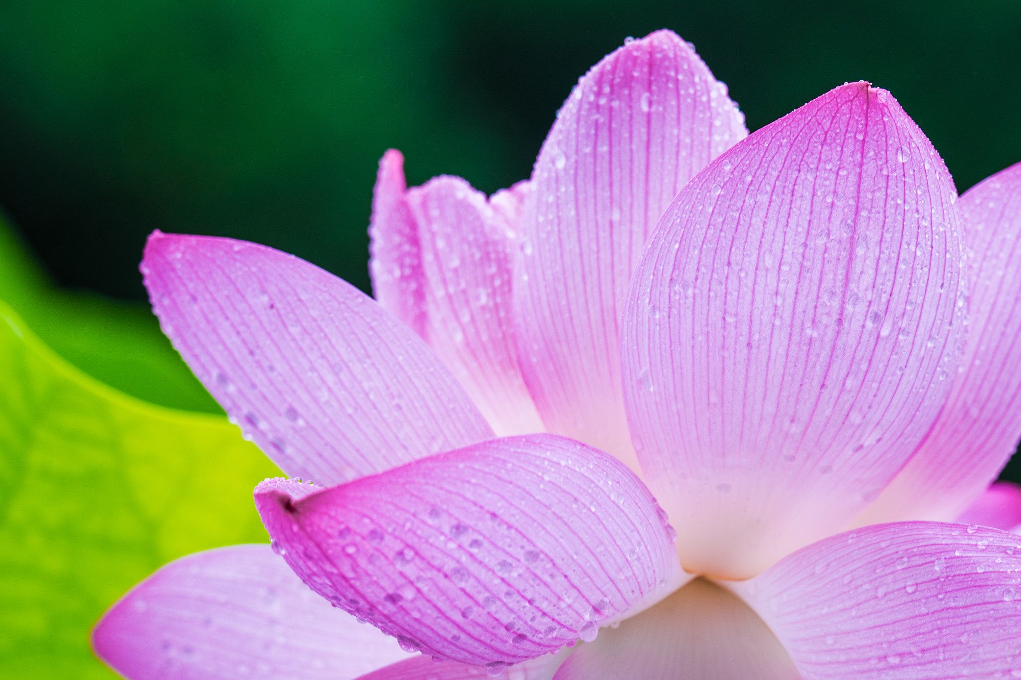 Sony 70-300mm F4.5-5.6 G SSM sample photo. 大賀ハス, 'oga' lotus flower #2 photography