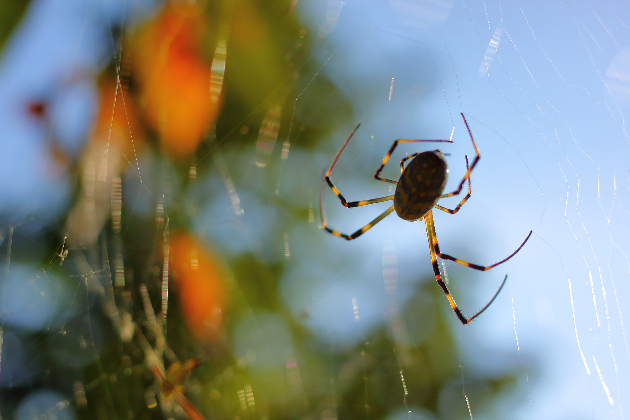 Canon EOS 500D (EOS Rebel T1i / EOS Kiss X3) sample photo. Spider net photography