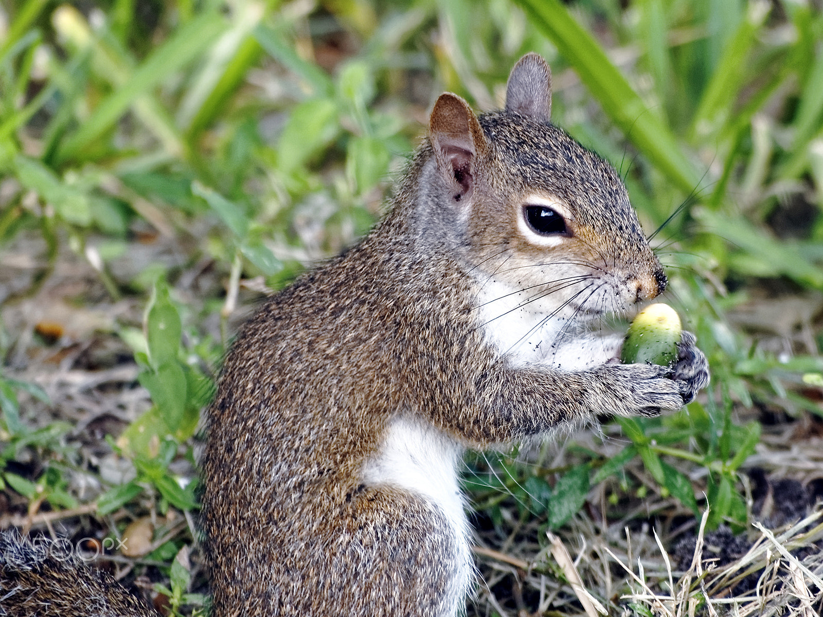 Olympus OM-D E-M10 sample photo. Squinting squirrel holding acorn photography