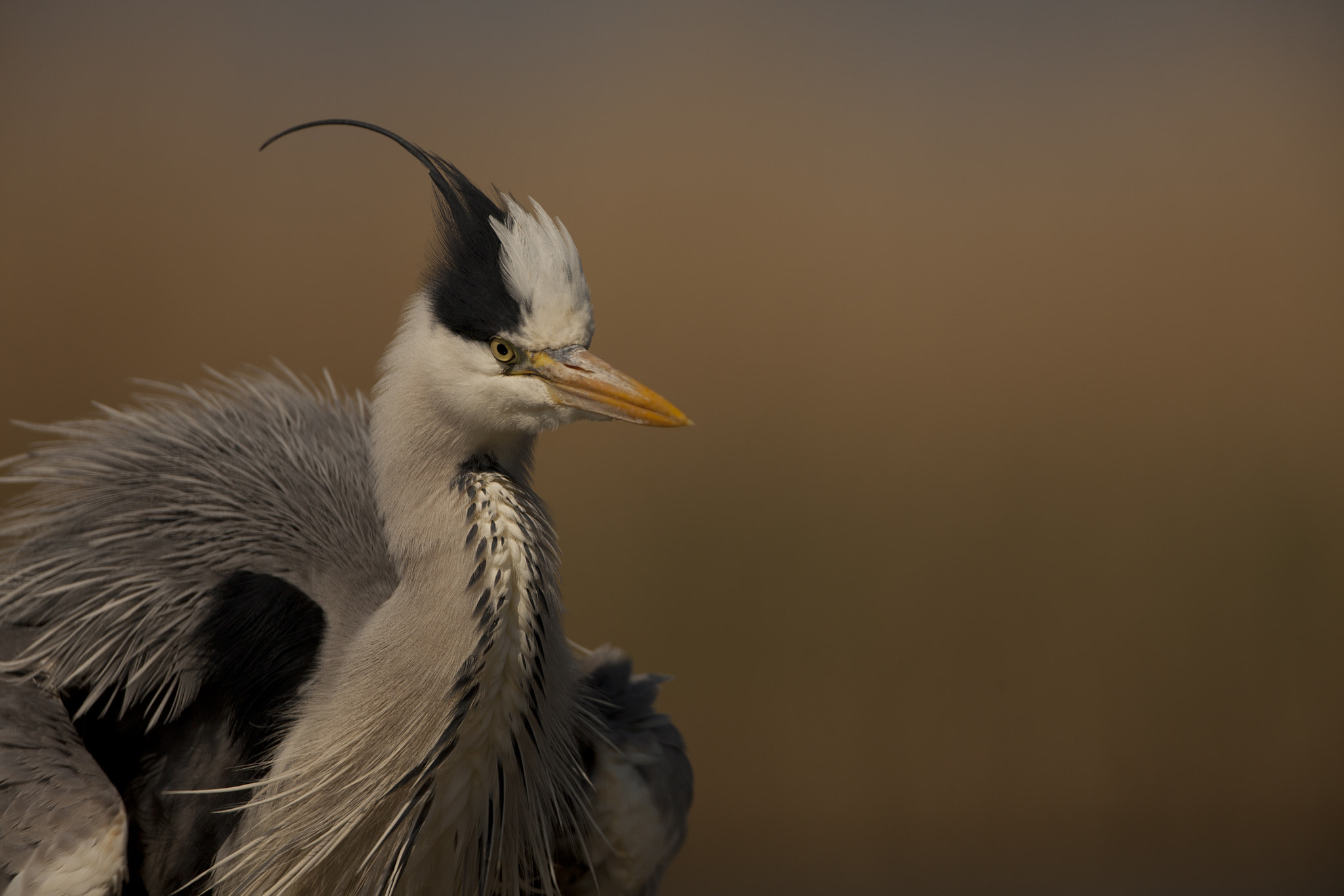 Canon EF 500mm F4L IS USM sample photo. Airone photography