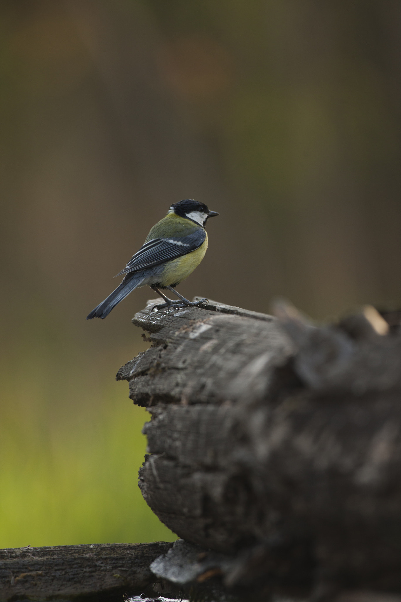 Canon EF 500mm F4L IS USM sample photo. Chapim photography