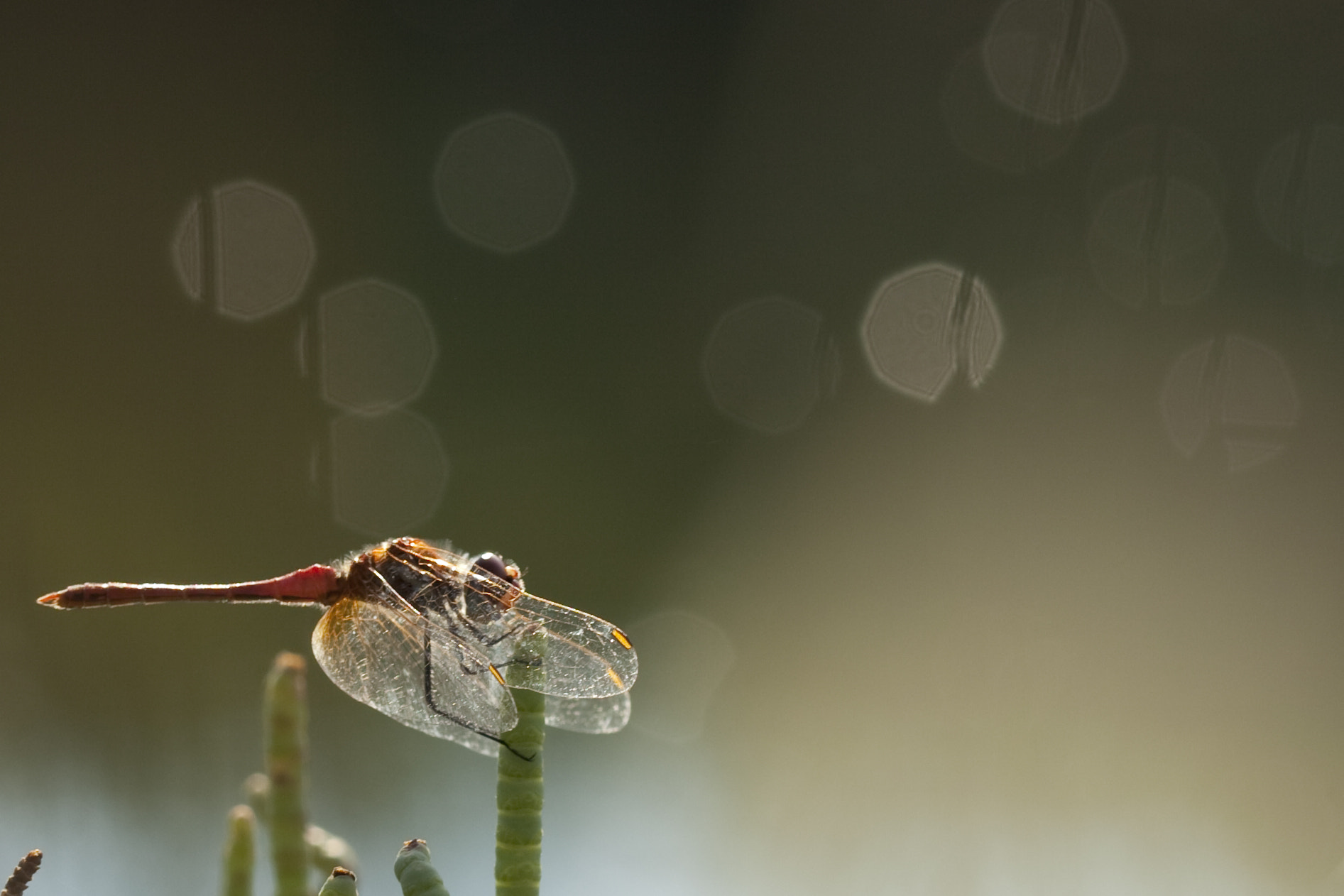 Canon EF 100mm F2.8 Macro USM sample photo. Libélula photography