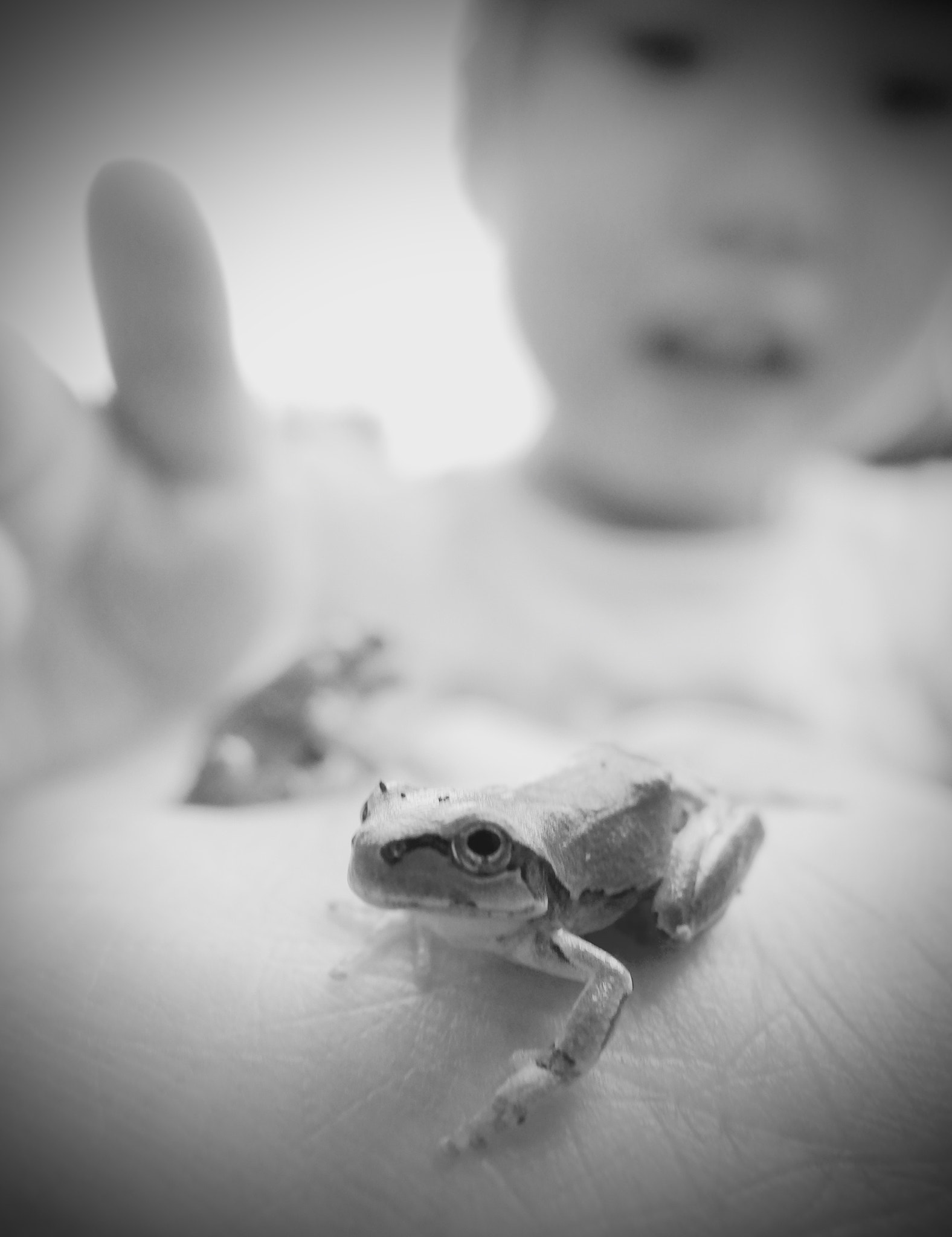 PENTAX RICOH IMAGING PENTAX MX-1 sample photo. Frog photography