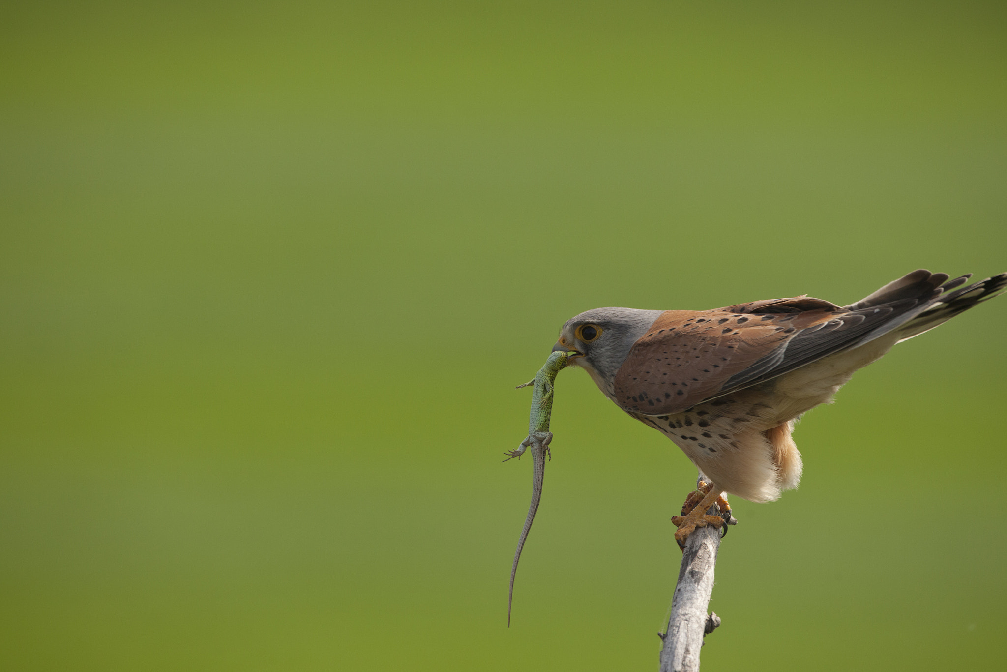 Canon EF 500mm F4L IS USM sample photo. Kestrel photography