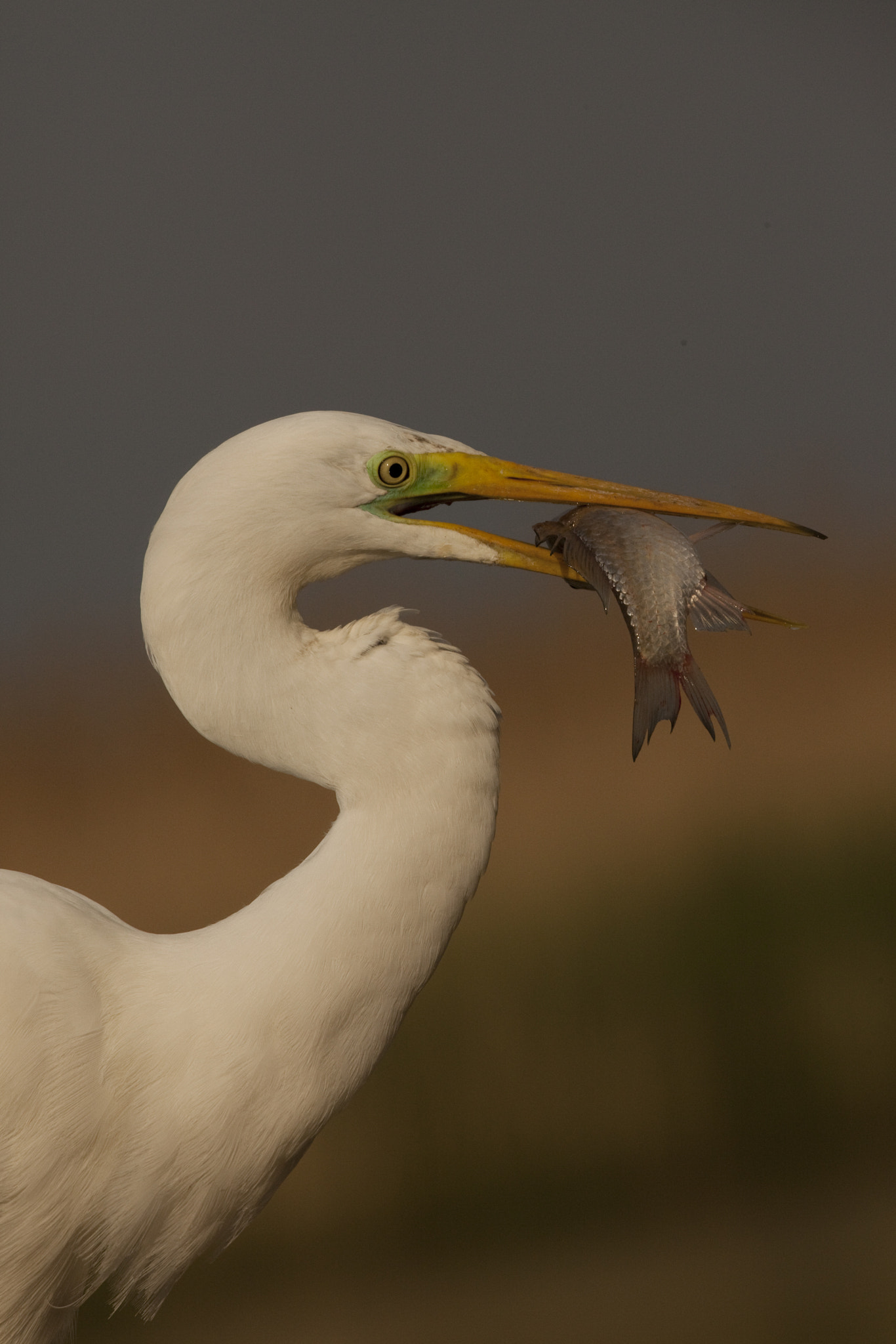 Canon EF 500mm F4L IS USM sample photo. Airone photography