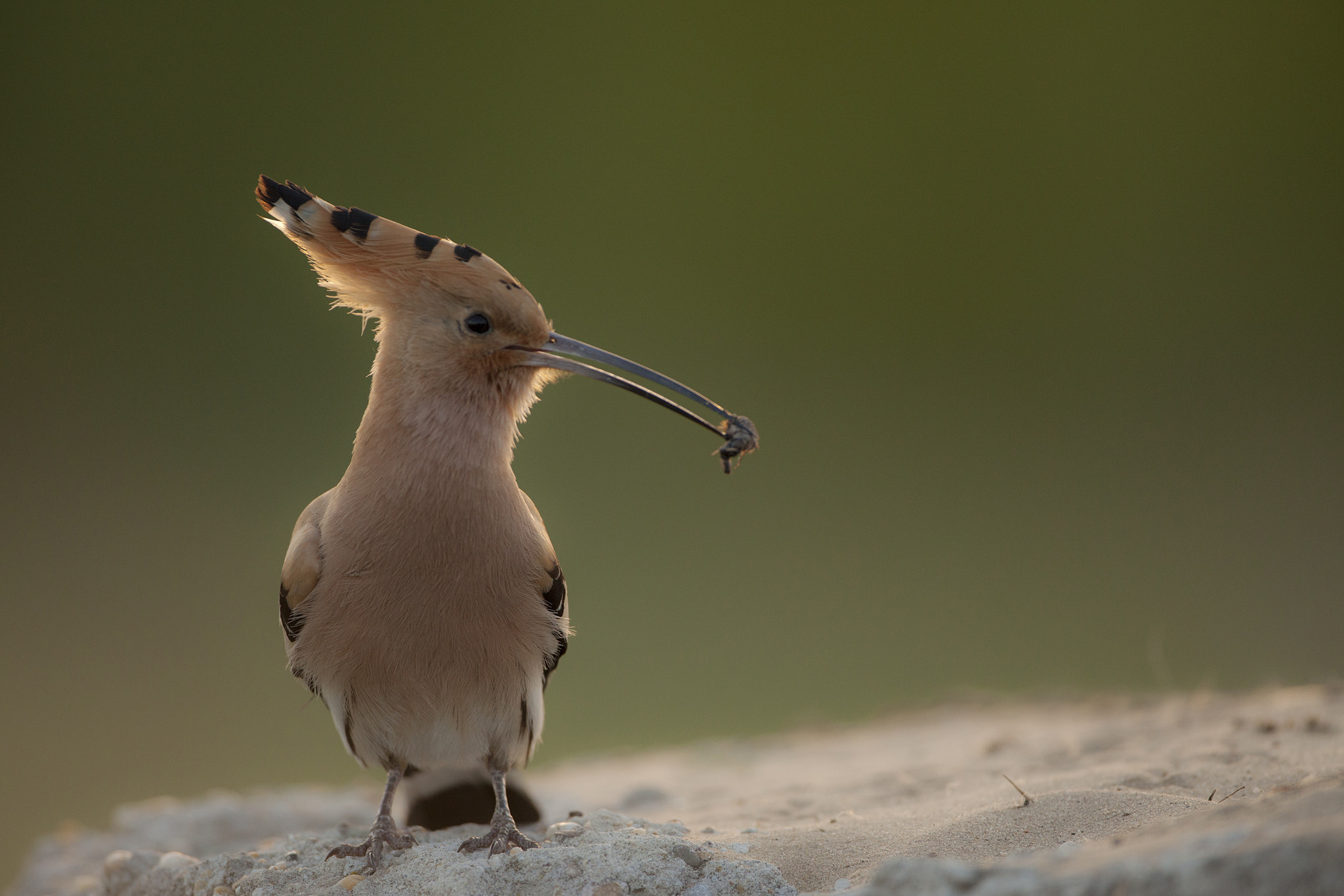 Canon EF 500mm F4L IS USM sample photo. Poupa photography