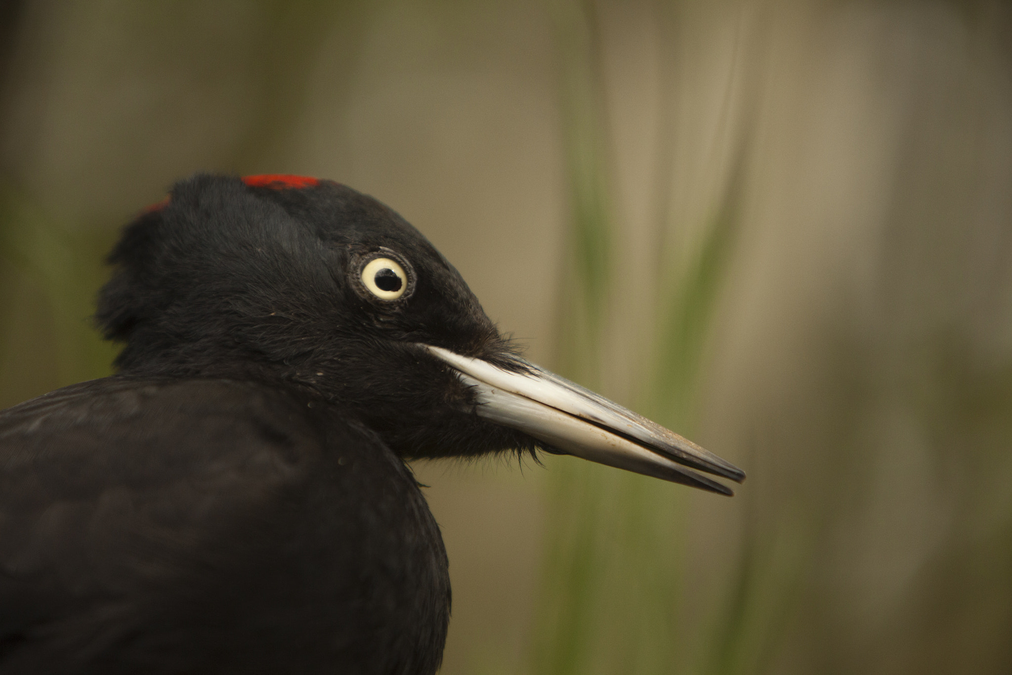 Canon EF 70-200mm F2.8L IS USM sample photo. Picapau photography