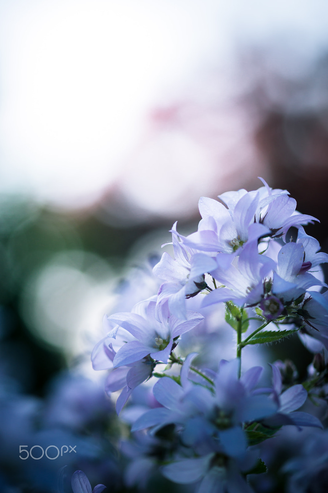 Sony a99 II + Sony 100mm F2.8 Macro sample photo. If i've been enveloped by tenderness photography