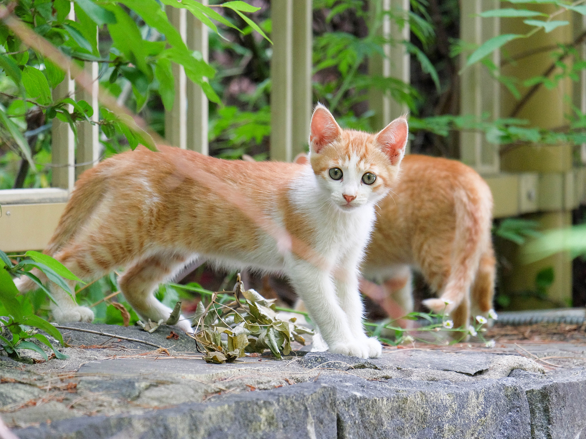 Fujifilm X-A2 + Fujifilm XC 50-230mm F4.5-6.7 OIS II sample photo. Pretty creature photography