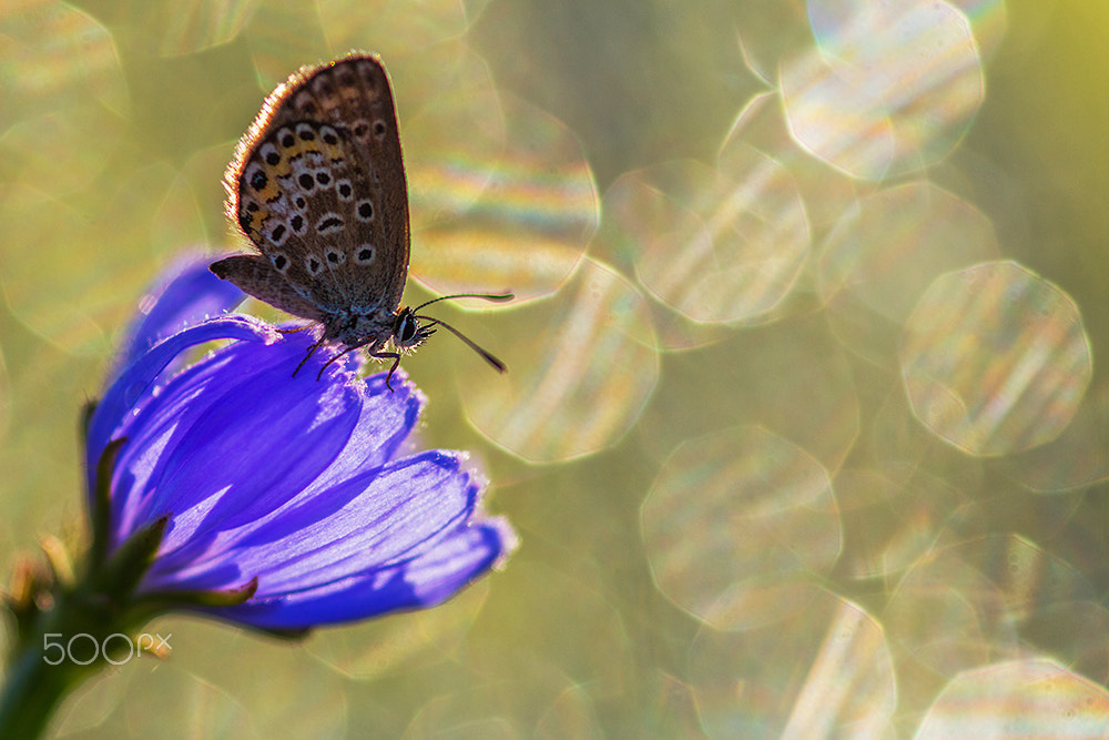 Canon EOS 700D (EOS Rebel T5i / EOS Kiss X7i) + Sigma 105mm F2.8 EX DG Macro sample photo. Blue princess photography