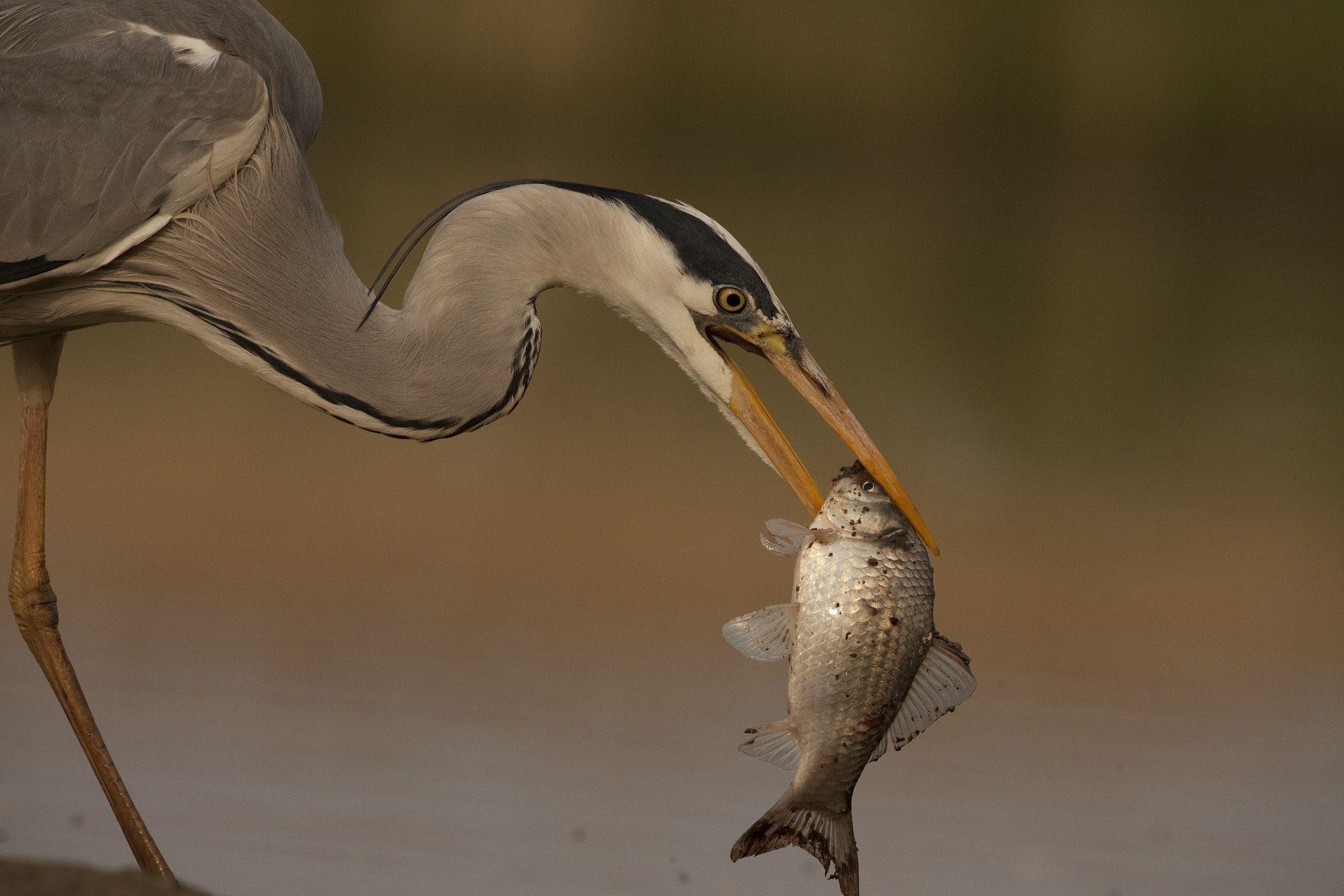 Canon EF 500mm F4L IS USM sample photo. Airone photography