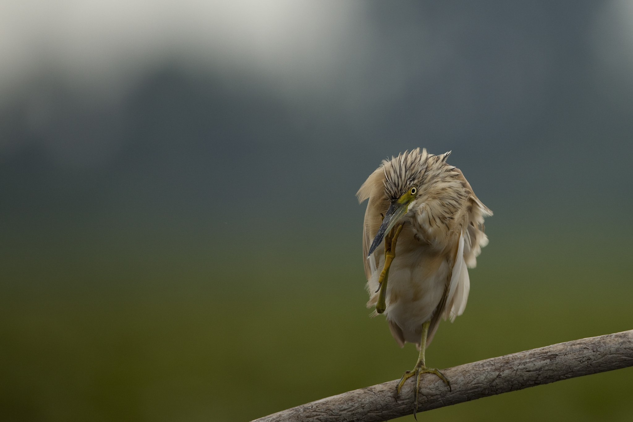 Canon EF 500mm F4L IS USM sample photo. Garza photography