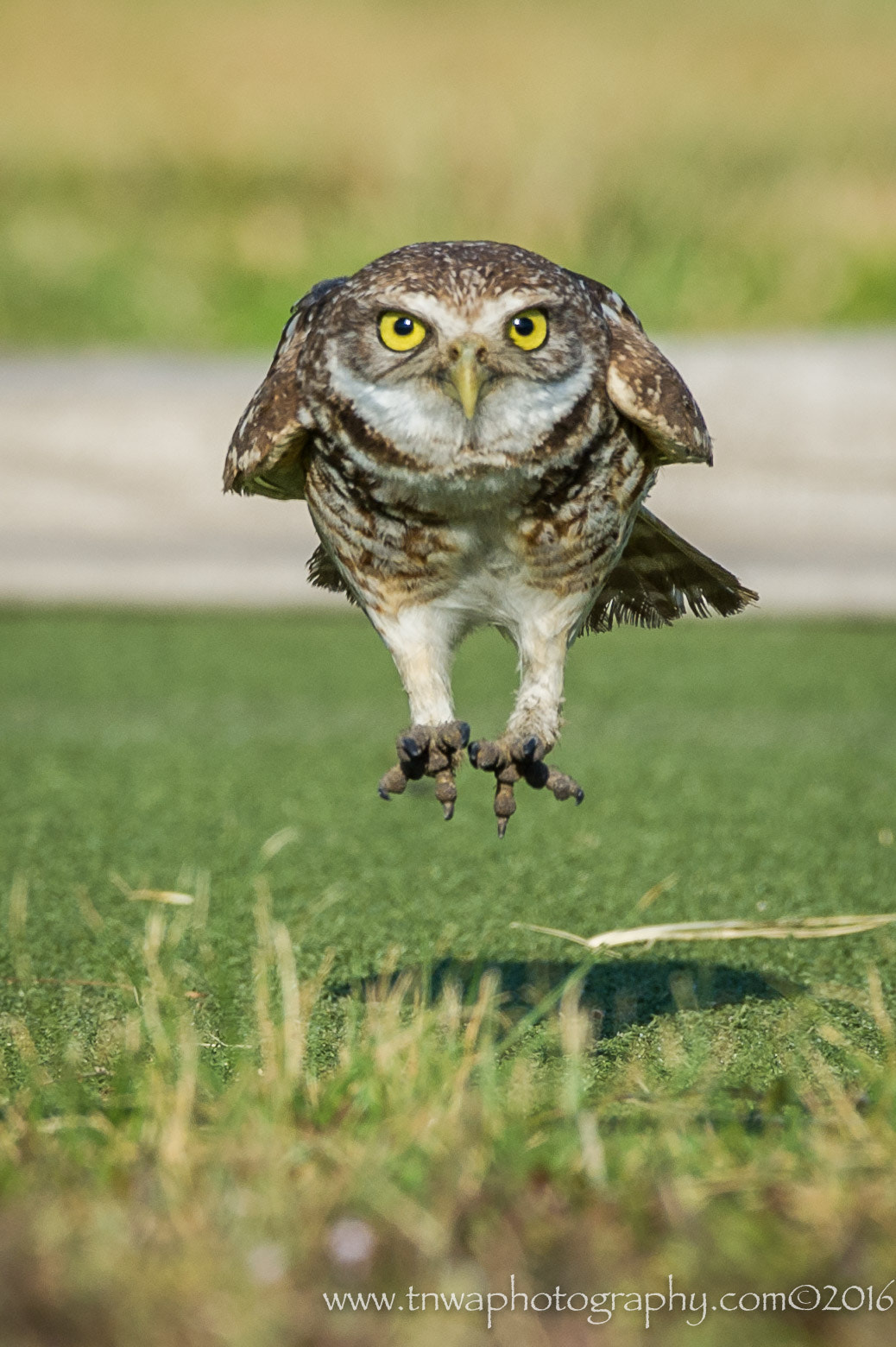 Nikon D3S sample photo. Jump for joy photography