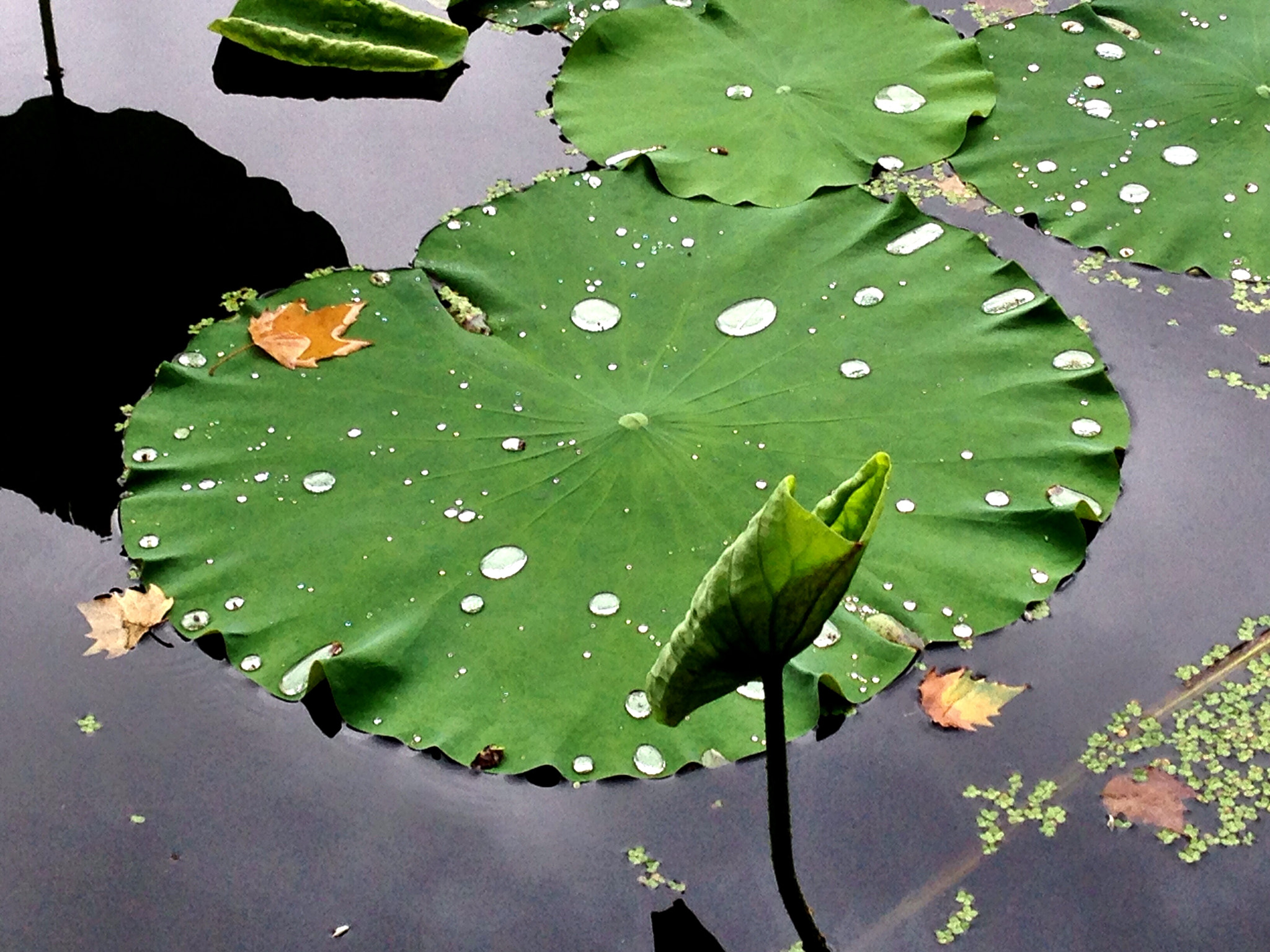 Apple iPhone5,2 sample photo. Lotus leaf 荷叶 photography