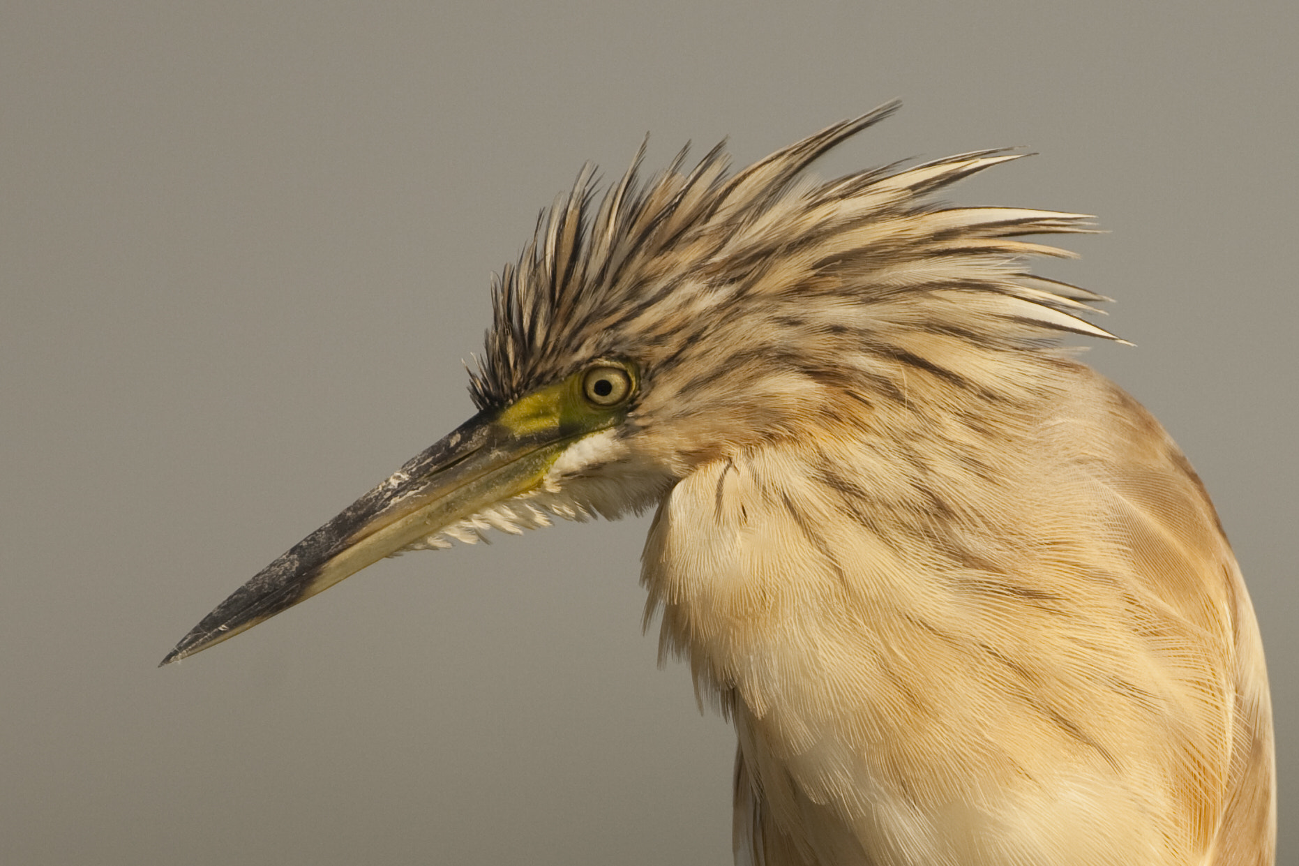 Canon EF 500mm F4L IS USM sample photo. Garza photography