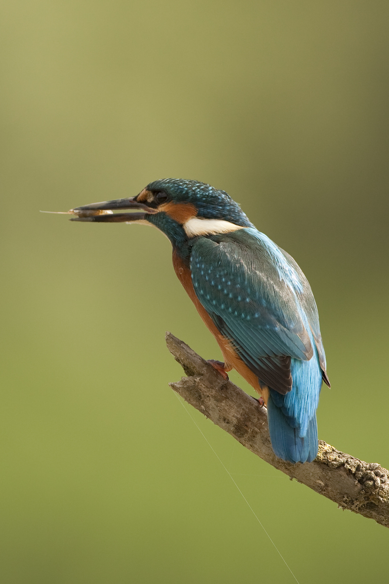 Canon EF 500mm F4L IS USM sample photo. Kingfisher photography