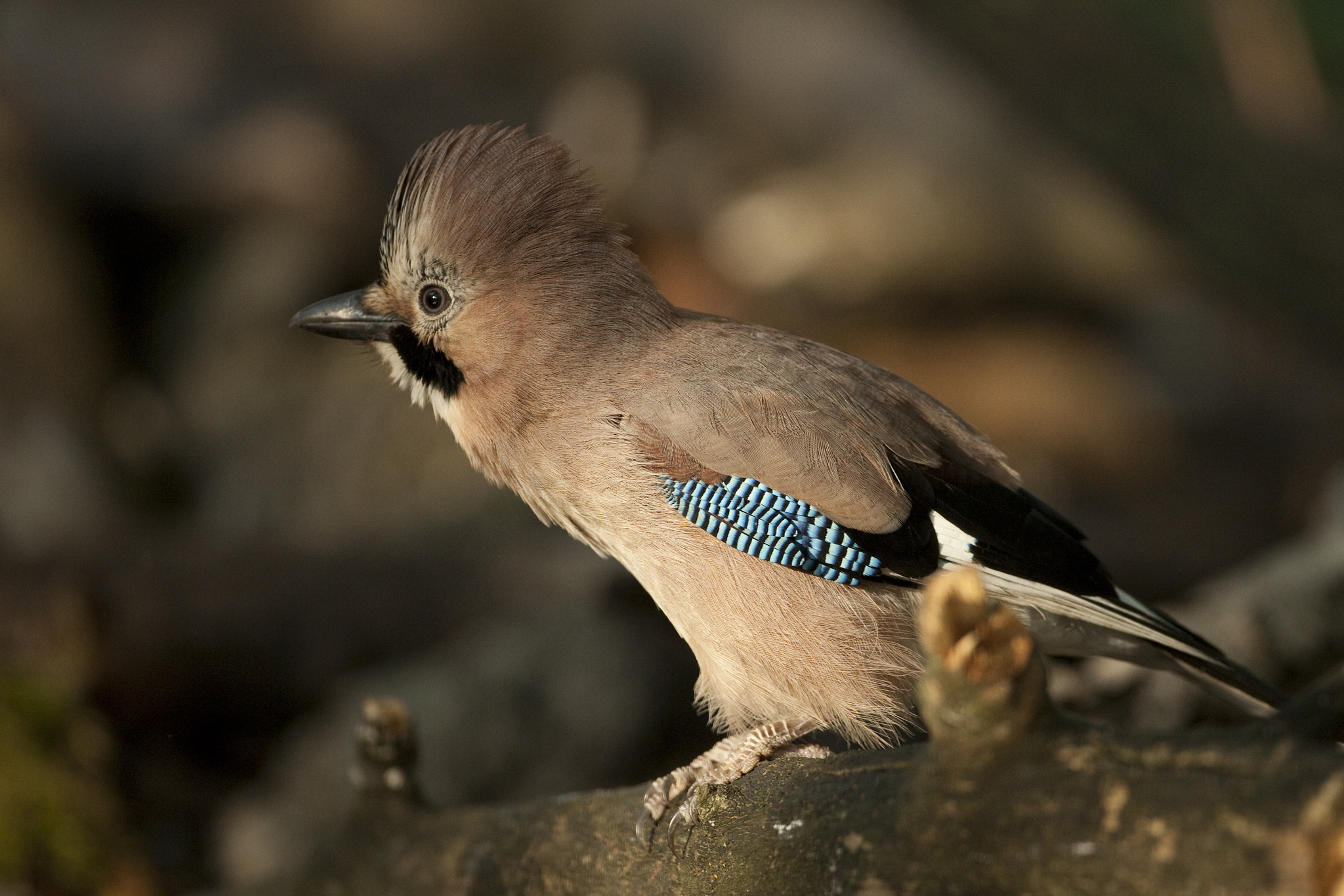 Canon EF 500mm F4L IS USM sample photo. Gaio photography