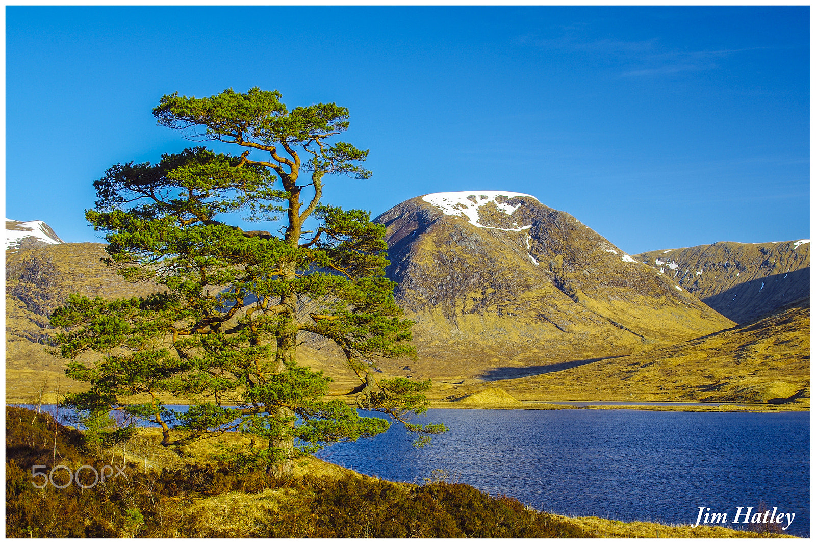 Sigma 17-50mm F2.8 EX DC HSM sample photo. Scots pine at loch dochart photography