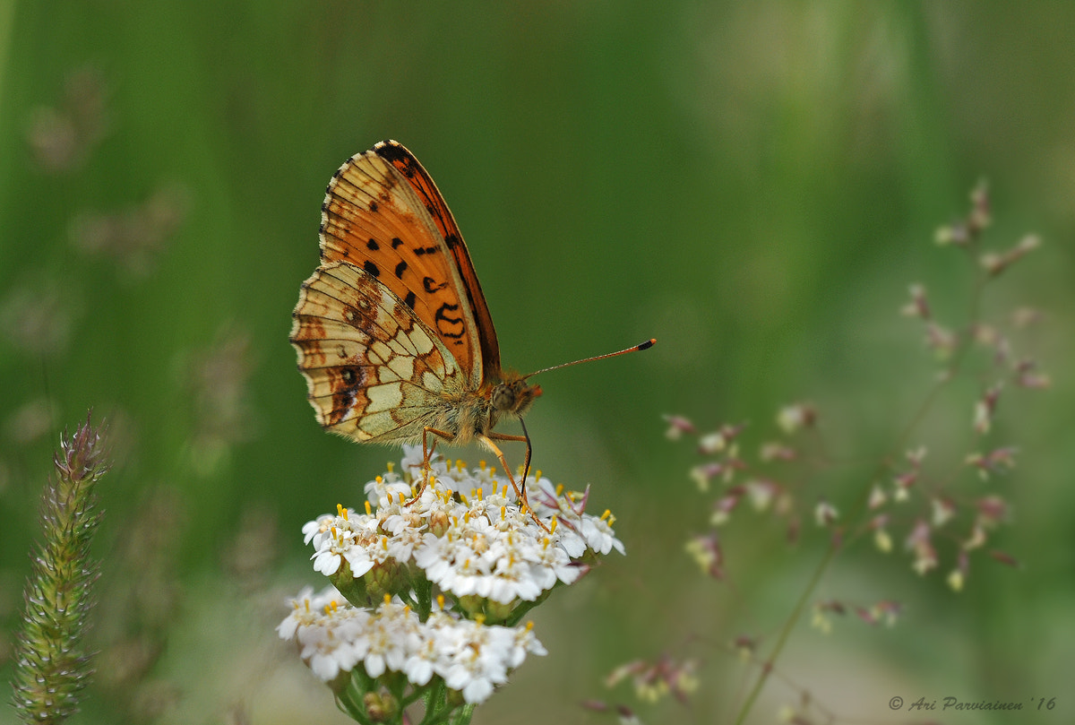 Sigma 150mm F2.8 EX DG OS Macro HSM sample photo. Lesser marbled fritillary photography