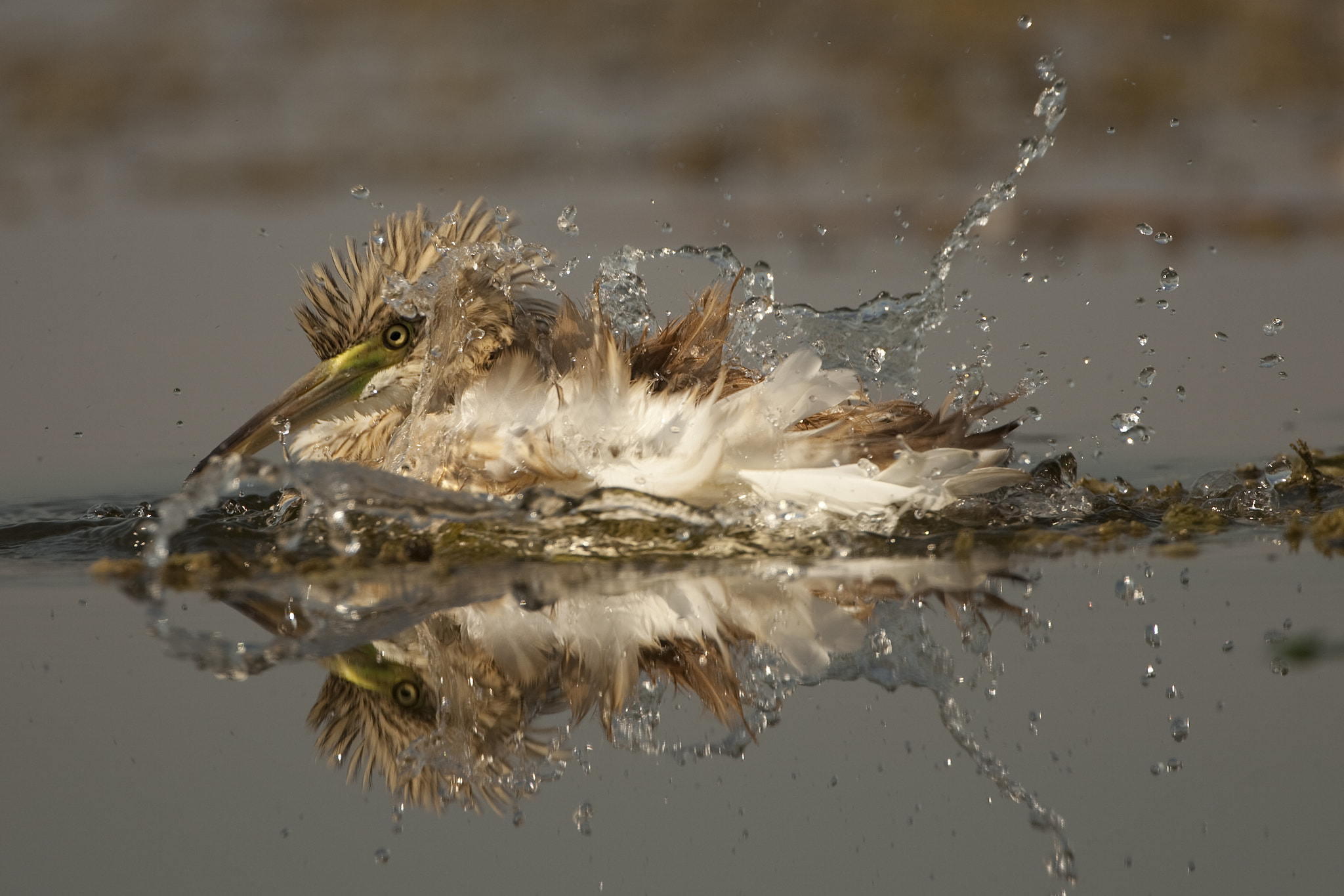 Canon EF 500mm F4L IS USM sample photo. Garza photography