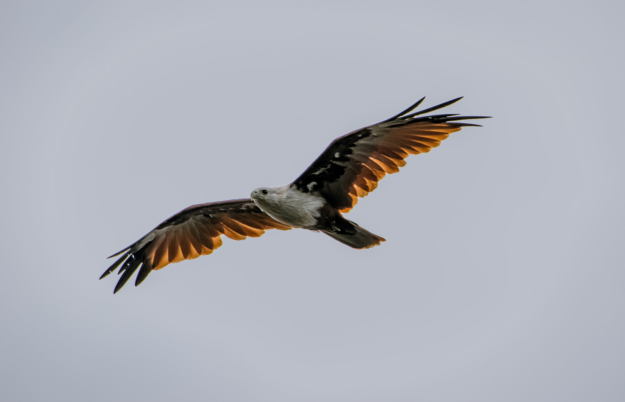 Nikon AF-S Nikkor 200-500mm F5.6E ED VR sample photo. White headed eagle photography