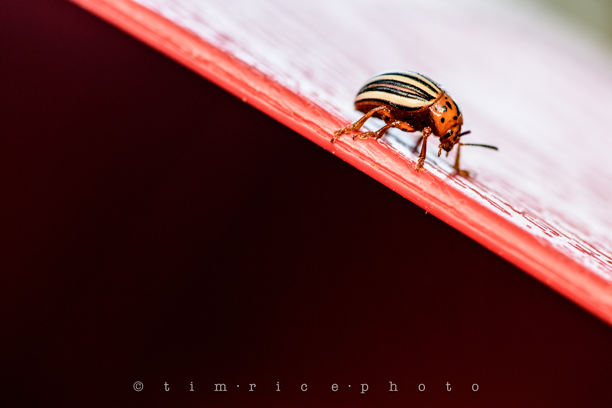 Nikon D5 sample photo. Bug on red photography