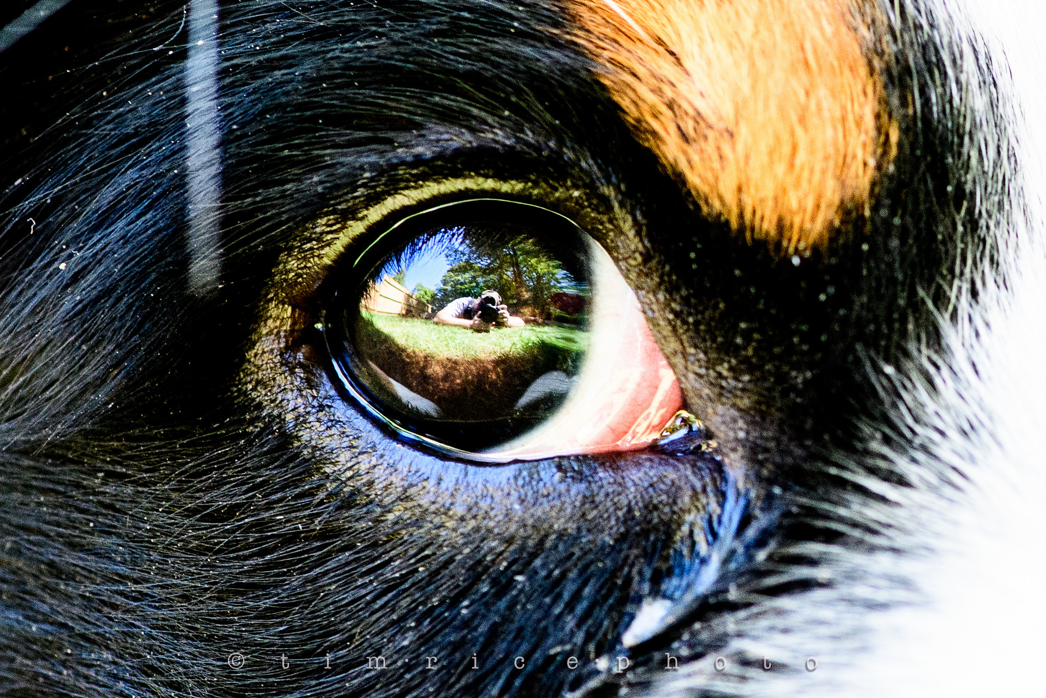 Nikon D5 sample photo. Josie eye photography