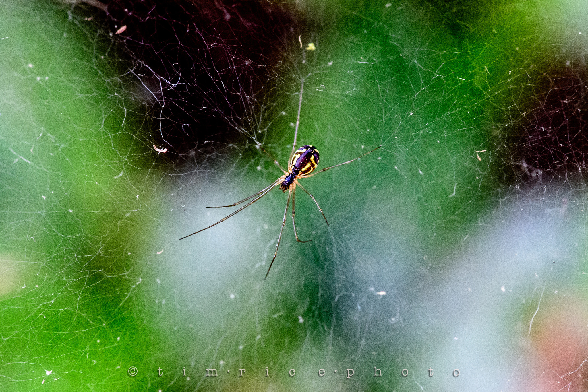 Nikon D5 sample photo. Chaotic spider photography