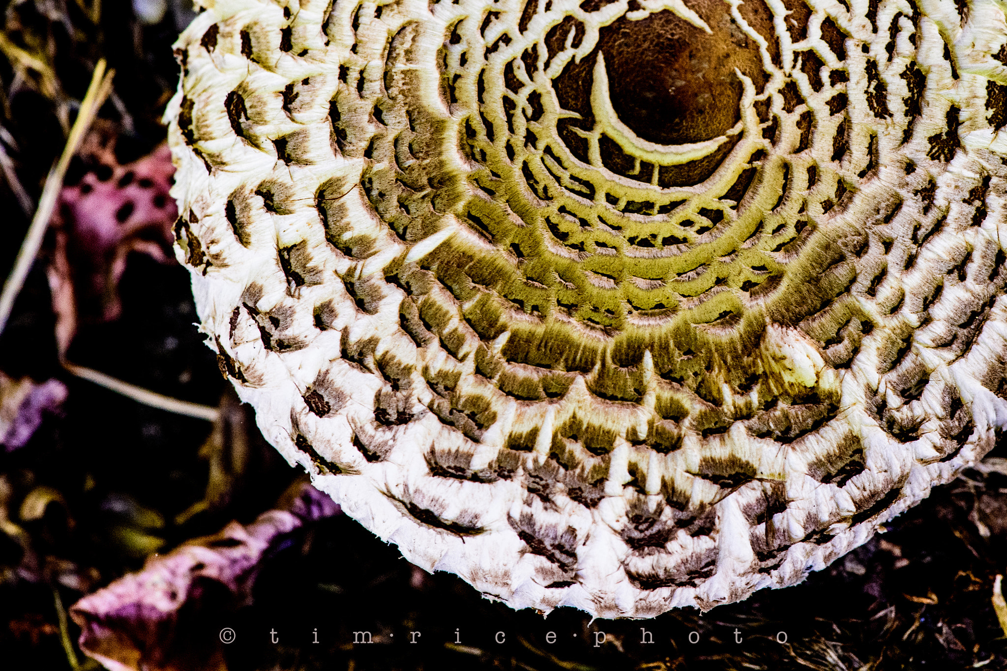 Nikon D5 sample photo. Mushroom photography